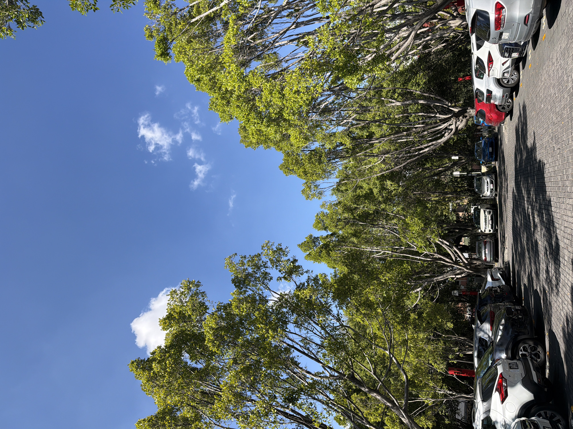 The image depicts a street scene in Puebla, Mexico. A row of cars are parked on a cobblestone street, lined with trees forming a canopy overhead. The sky is a bright blue with scattered clouds visible between the branches. The angle of the photograph is looking upward towards the sky and trees.