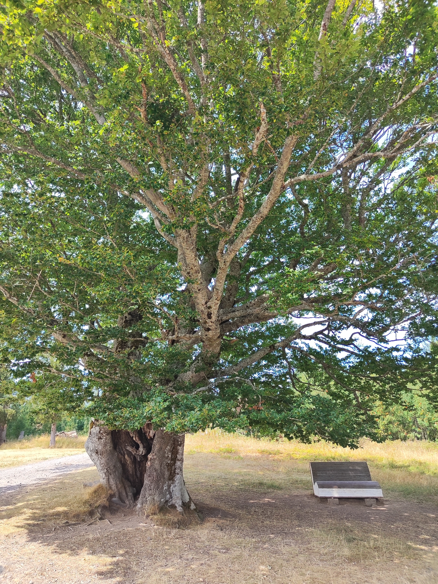 The image depicts a large, ancient tree with a hollow trunk, situated in a grassy, sun-dappled clearing. The tree has a massive, gnarled trunk and a sprawling canopy of green leaves. To the right of the tree, a modern-looking wooden bench with a white base rests on the ground. The surrounding environment is dry and appears to be a rural or natural setting, with sparse grass and some fallen leaves on the ground. In the background, a dirt path leads away from the tree. The scene appears to be part of the Black Forest region, possibly near the city of Todtnau, Germany, given the characteristic landscape and foliage. No people are present in the image.