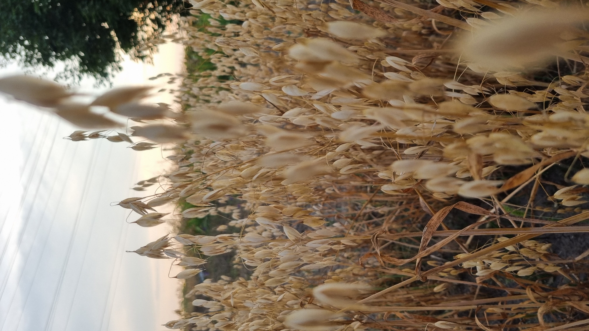 The image shows a field of dry oats under a hazy sky with power lines stretching across it. A dark green tree is visible on the right side of the frame, and a faint sunset glow can be seen in the distance. The foreground is dominated by the stalks and seed heads of the oats, with some blurred elements in the immediate foreground. The scene is likely in an agricultural area, possibly on the outskirts of Smila, Ukraine, given the presence of power lines and a cultivated field. No people or animals are visible.
