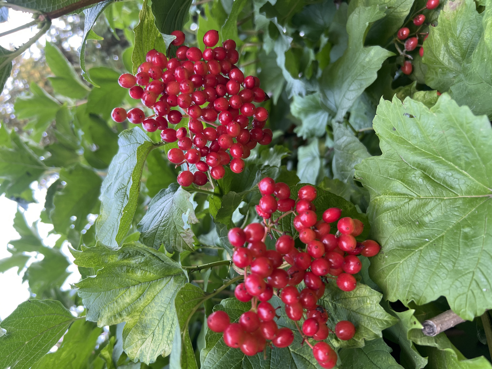 In the city of Fontanka, Ukraine, a cluster of bright red berries hangs amidst lush green foliage. The berries are small, round, and appear to be ripe, with a glossy sheen. They are grouped together on thin stems, forming a visually striking contrast against the verdant leaves. The leaves themselves are large and broad, with a textured surface and serrated edges. The background is softly blurred, suggesting a natural, outdoor setting with dappled sunlight filtering through the leaves. There are no people or animals visible in the image. The focus is entirely on the vibrant berries and their surrounding greenery.