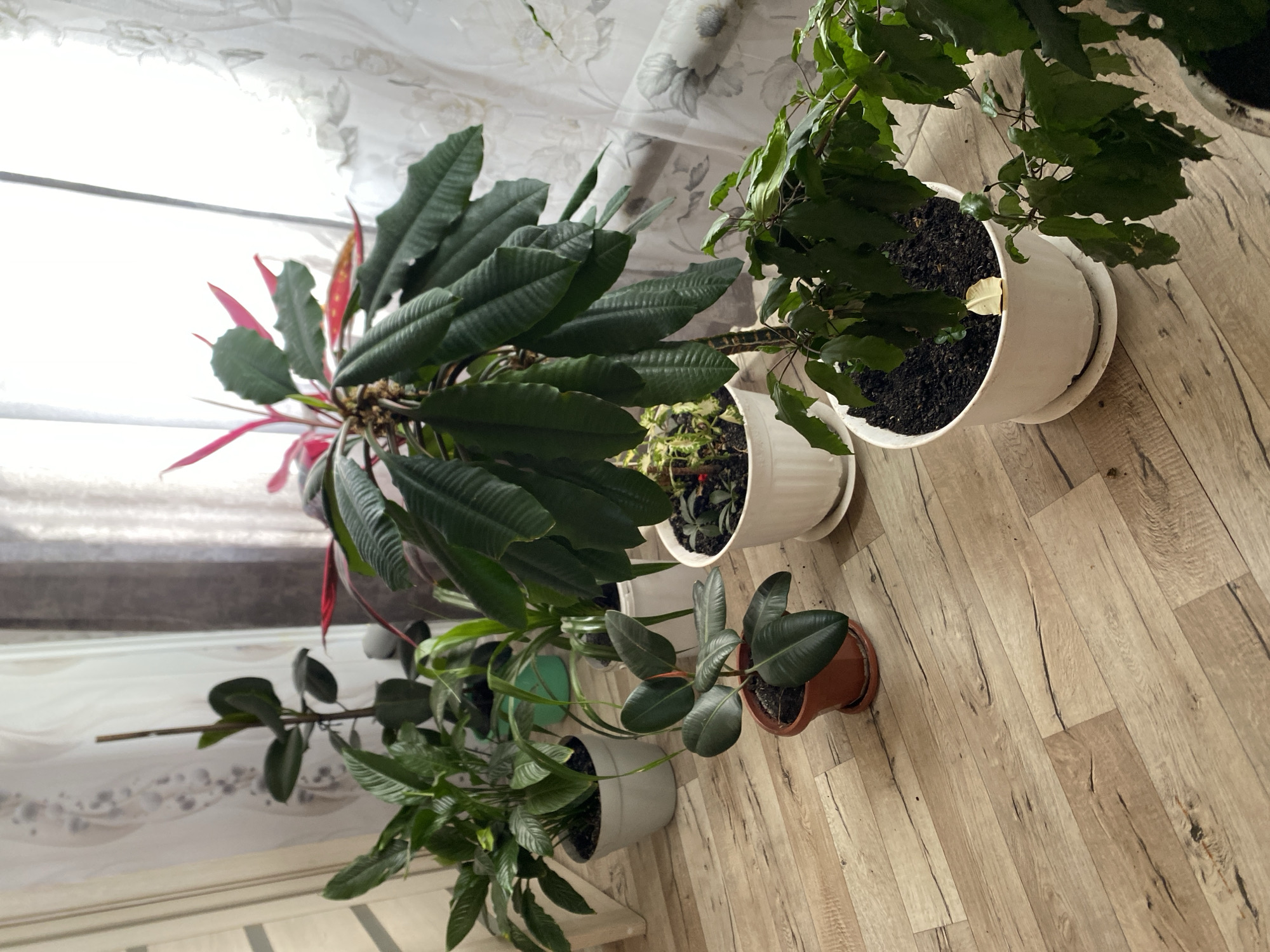In a sunlit room, likely in Chirsha-Tartysh, Russia, an assortment of potted plants are arranged on a light wood-grain floor. The plants include a large, dark-leafed ficus in a terracotta pot, a tall plant with deep green, rippled leaves and bright red upper foliage in a white pot, and several other green leafy plants in white pots. A sheer, patterned curtain hangs in the background, filtering the light from a window. The overall scene suggests an indoor gardening setup, possibly a home or a small conservatory. There are no people or animals visible in the image. The environment appears clean and well-maintained.