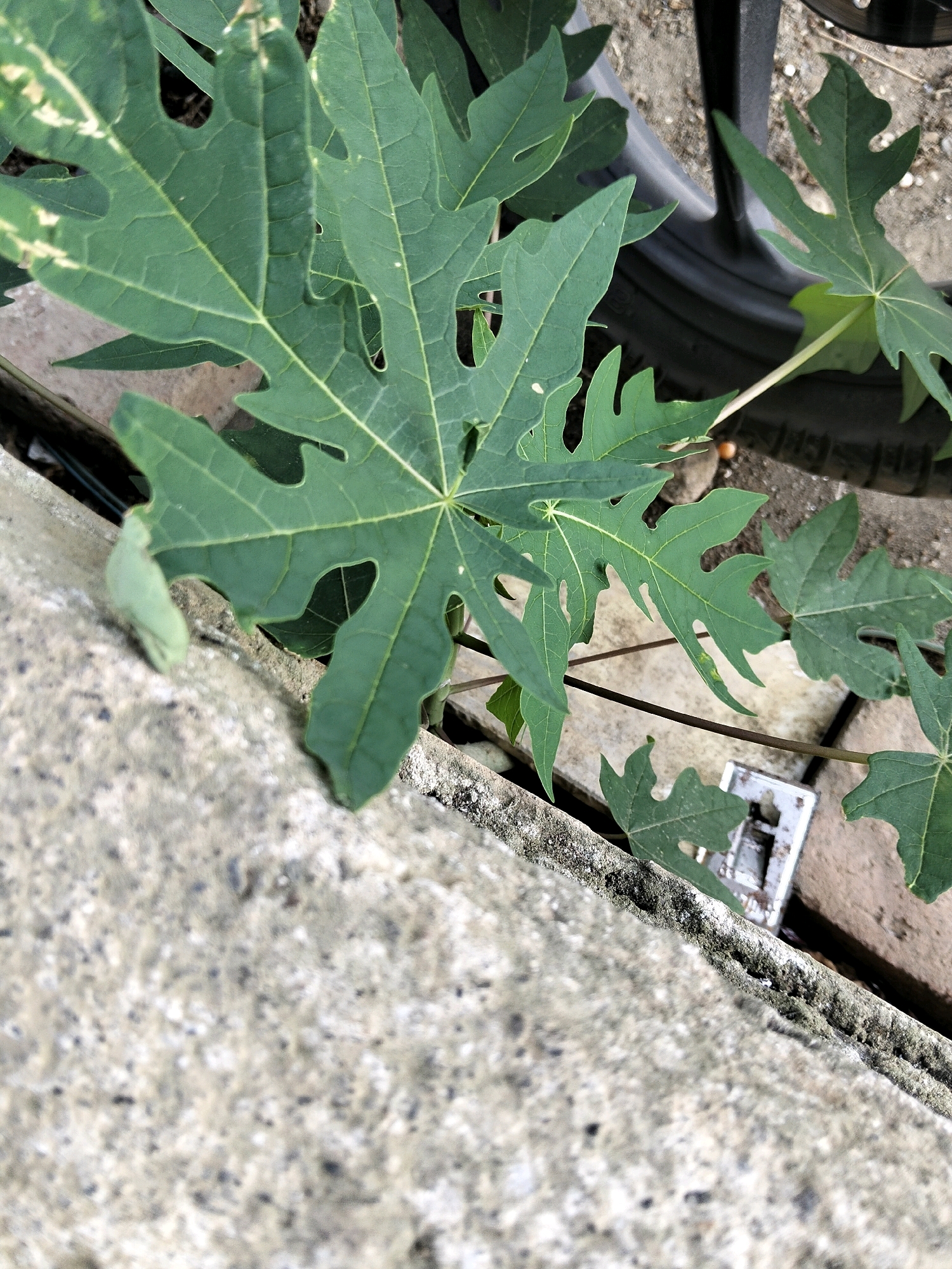 This is a close-up, eye-level, outdoor photograph of several green papaya leaves, one prominently in the foreground. The leaves have a palmate shape with deep lobes and prominent veins. The texture of the leaves appears smooth. In the background, a rough concrete surface is visible in the lower left quadrant, suggesting an urban or semi-urban environment. Behind the leaves, a black, textured object, possibly a tire or wheel, is partially visible, along with sandy soil and a small metallic object. The scene appears to be located in Gempolan, Indonesia.