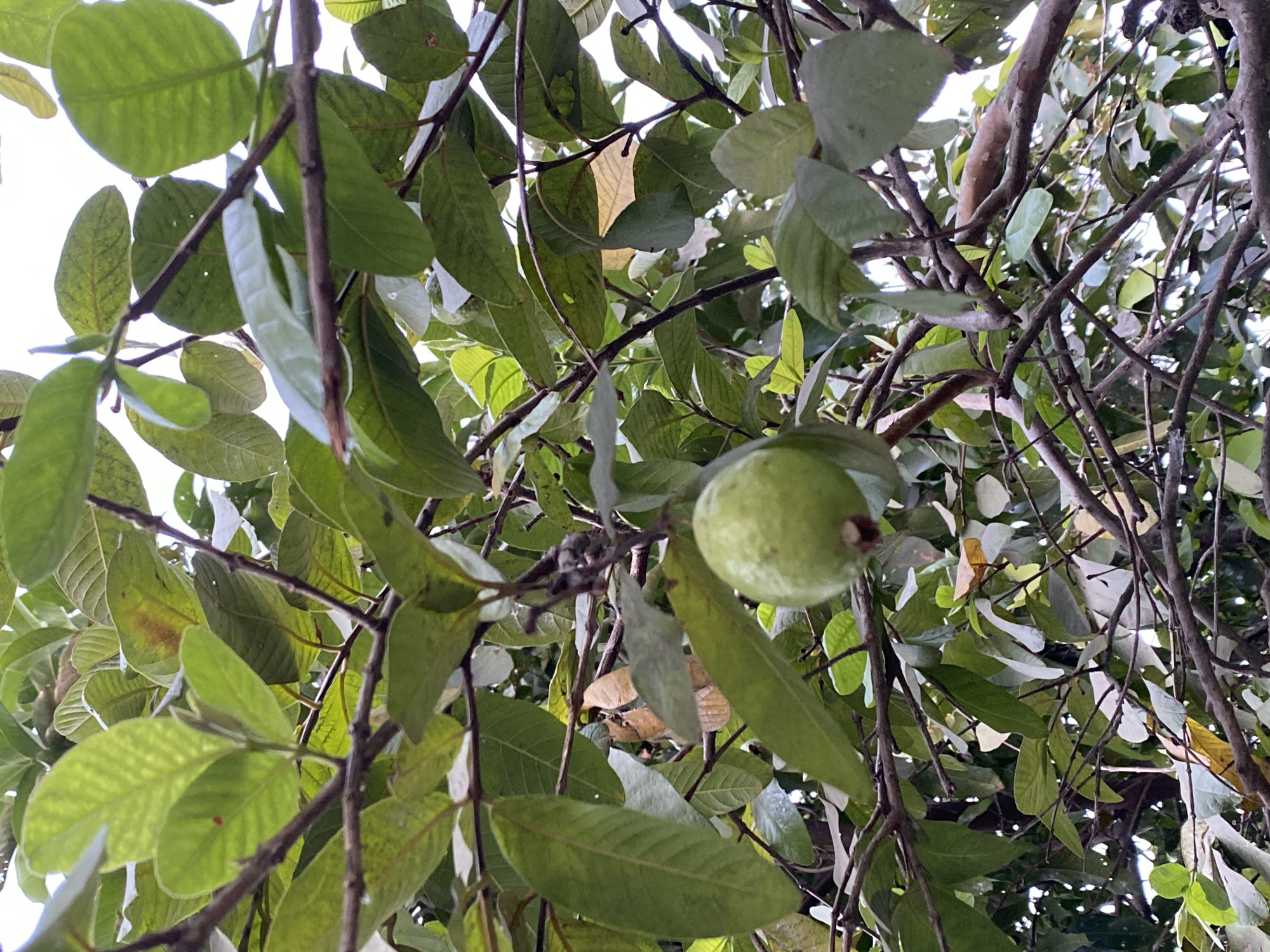 A single, unripe green guava fruit hangs from a branch of a guava tree. The fruit is round and smooth, with a slight dimple at the bottom where the flower was. It is surrounded by lush green leaves, some of which are partially yellowed, suggesting the changing seasons. The branches of the tree are dark brown and somewhat gnarled. The background is a blur of more leaves and branches, with the bright sky peeking through in places. The image appears to have been taken outdoors, likely in a garden or orchard. The location is specified as Kasihan, Indonesia, though there are no visual cues in the image to confirm this location.