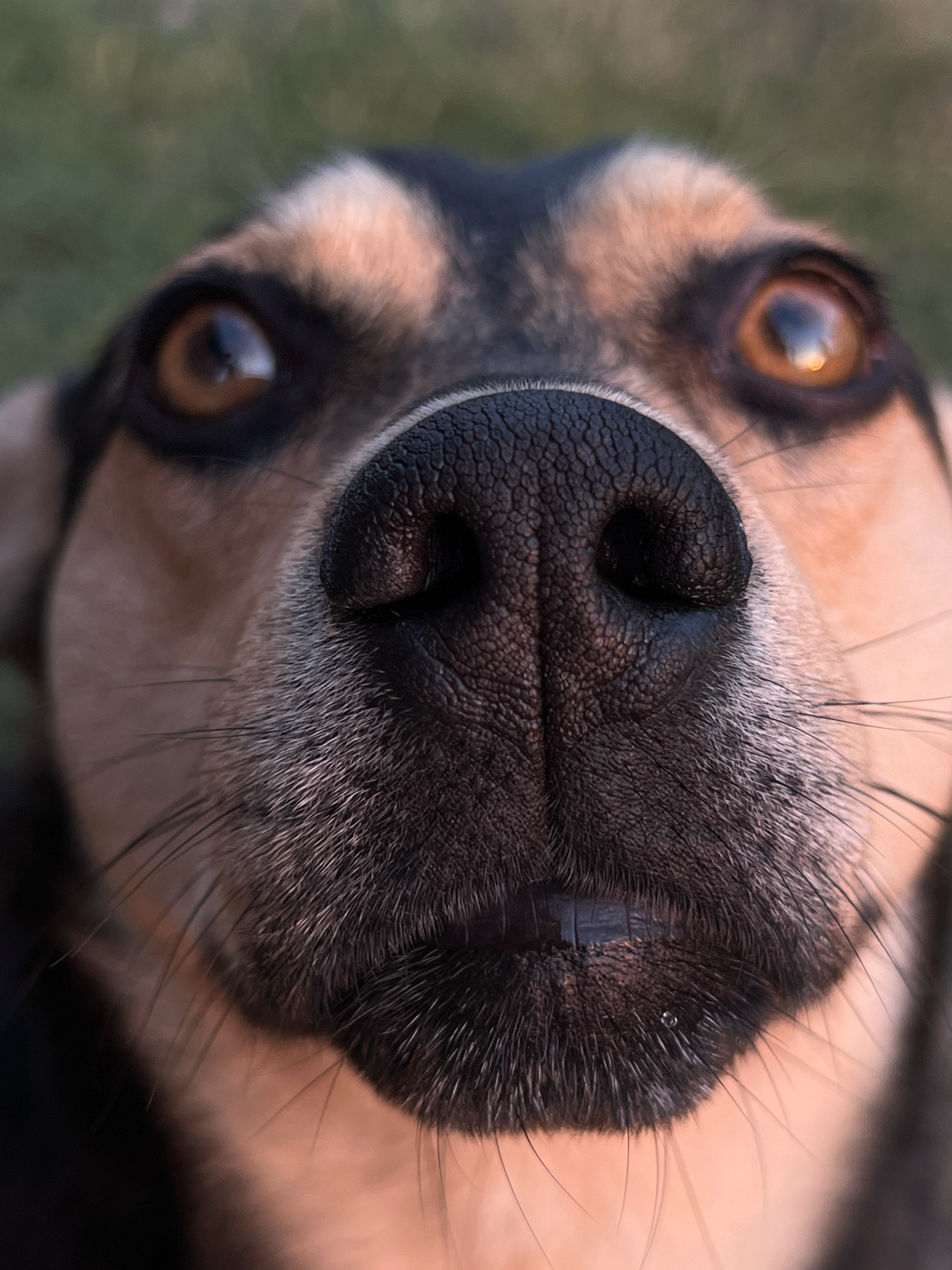 A close-up, low-angle shot focuses on the face of a dog. The dog's dark, textured nose is the most prominent feature, with visible nostrils and fine hairs surrounding it. The dog's eyes, with amber irises reflecting light, are visible on either side of its nose, looking upwards. The fur on the dog's face is a mix of black and tan. The background is blurred and appears to be an outdoor environment with hints of green grass and diffused light, suggesting it may be dusk or dawn. There are no people or specific urban elements visible in the frame, and therefore no identifiable location in Vertelka, Ukraine.