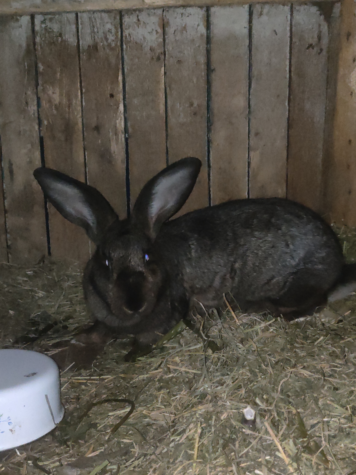 An overhead shot captures a dark grey rabbit with large ears lying down in a wooden hutch filled with hay. The rabbit's eyes are a striking bright blue. To the left of the rabbit, a white bowl with a blue floral design is partially visible, resting on the hay-covered floor. The hutch walls are constructed from rough, weathered wooden planks. The image was taken in Ternovka, Moldova.