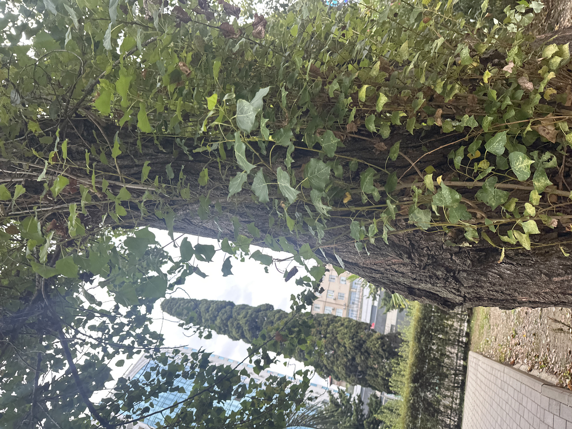 The image captures a close-up view of a large, old tree trunk with ivy climbing its bark. In the background, on the left, a modern glass-fronted building and a tall, slender cypress tree are visible, suggesting an urban or semi-urban environment. Further back, a multi-story building with light-colored facades can be seen. The ground in the foreground is partially paved with a cobblestone walkway and a dirt path covered with fallen leaves. A neatly trimmed hedge lines the area behind the walkway. The overall impression is one of nature and urban architecture coexisting, likely in a park or a developed area within the city of Sochi, Russia, given the characteristic cypress trees often found in the region.