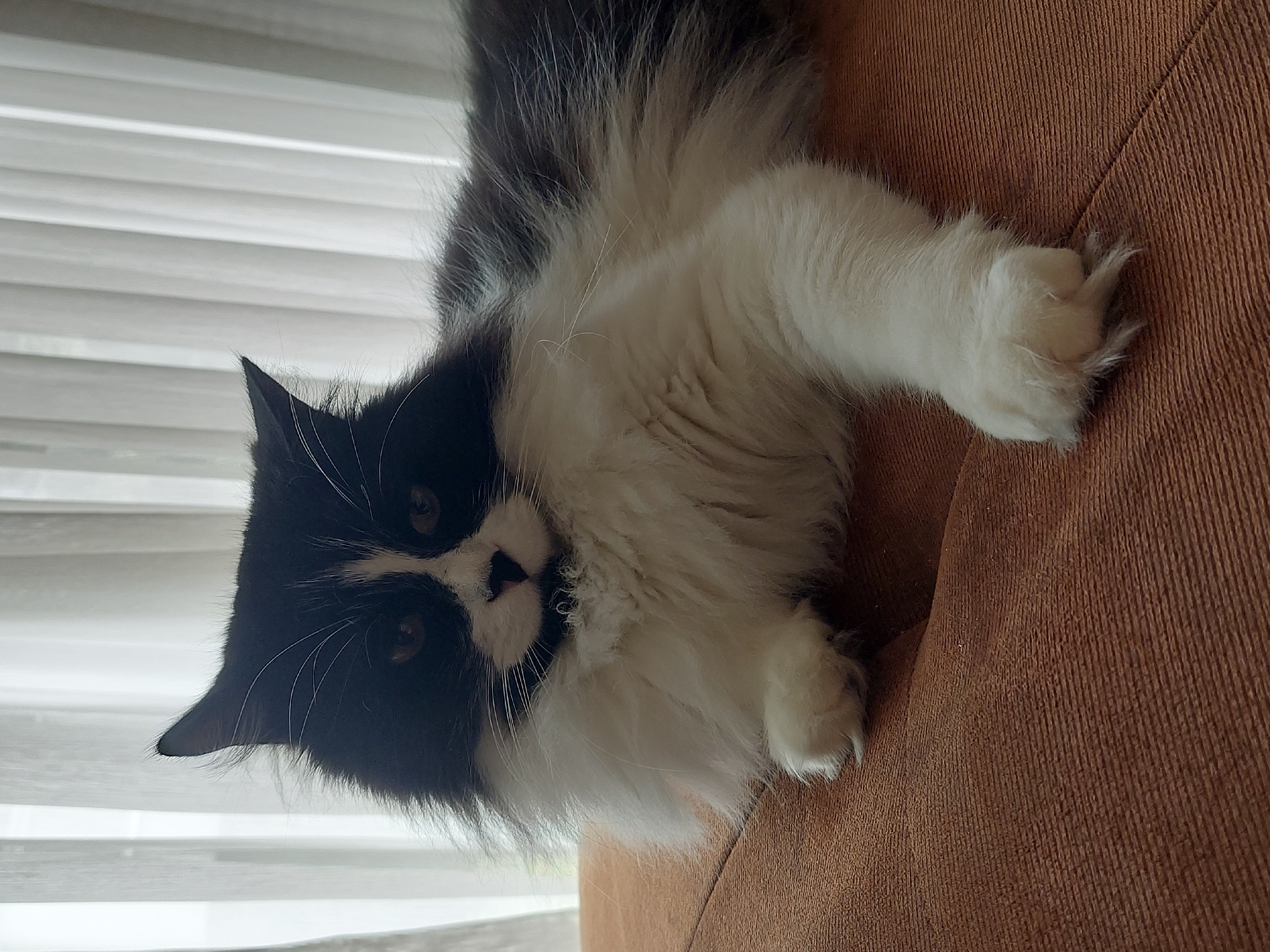 A black and white long-haired cat is lying on a brown textured surface. The cat faces the camera, with its head oriented to the left. A white paw is visible near the upper right corner of the image. Blinds are partially visible in the background, suggesting an indoor setting. The location is not discernible from the image.