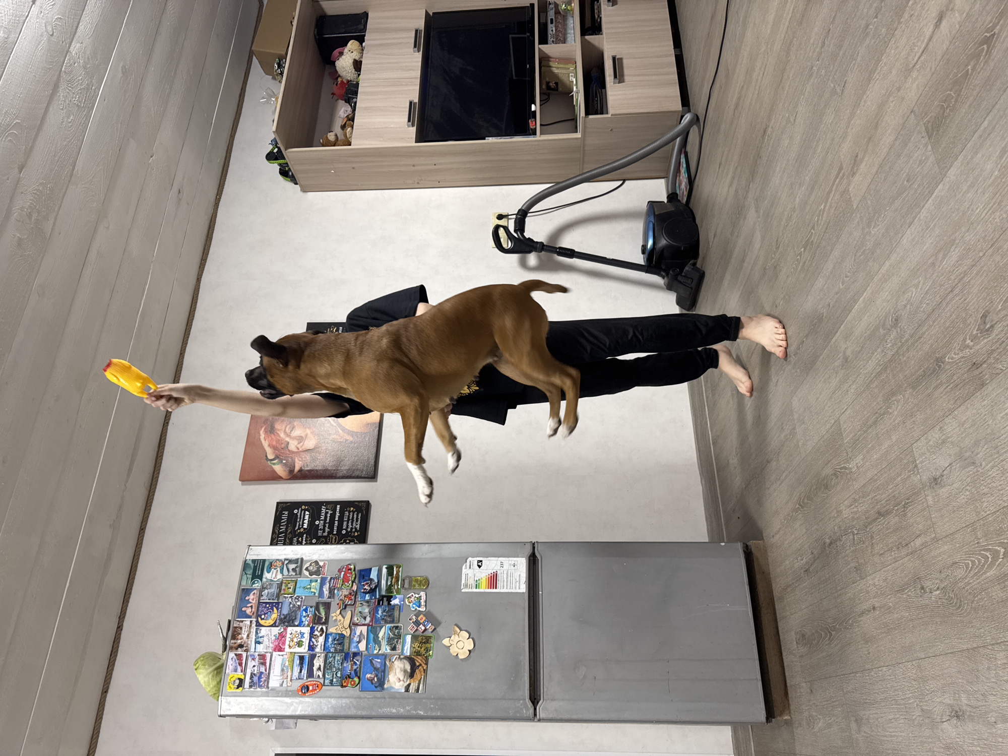 A person is lying on their back on the floor of an interior space. The person is wearing black clothing. A brown dog with white paws is standing on the person. The person is holding a yellow toy in the air. A refrigerator is visible in the background, covered with magnets. Also visible are a cabinet with a television, a vacuum cleaner, a framed picture, and a sign with Russian text. The image was taken indoors in a space within the city of Chaikovsky, Russia.