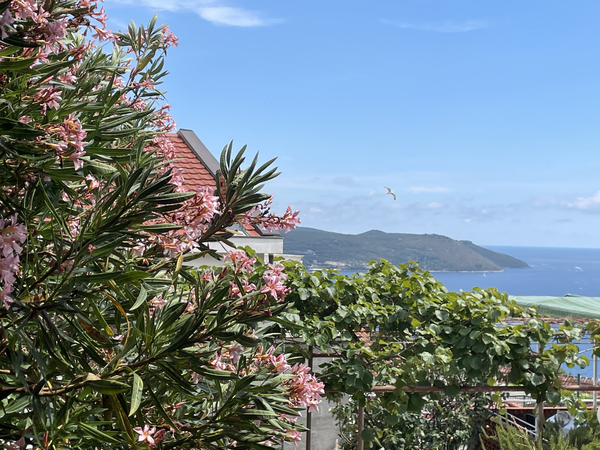 In Herceg Novi, Montenegro, this image captures a vibrant scene with a foreground of lush greenery and pink oleander blossoms. The leaves of the oleander plant are long and slender, with some appearing dry and brown. Behind the foliage, a building with a red-tiled roof and white walls is partially visible. The background opens up to a panoramic view of the Adriatic Sea, with a distant, rolling green hill forming a natural coastline. A single white seagull is captured in mid-flight against the clear blue sky, adding a dynamic element to the serene landscape. The overall impression is one of natural beauty and tranquility, with the vibrant flora contrasting with the deep blue of the sea and sky.