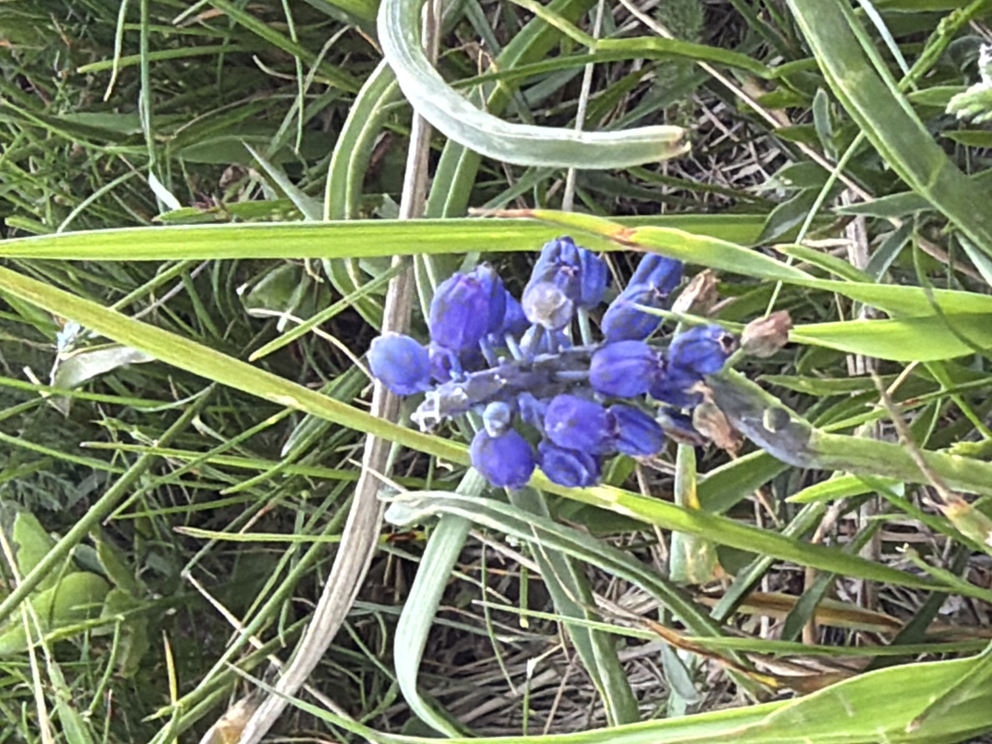 The image shows a cluster of blue flowers with a bulbous shape, interspersed with long, green, blade-like leaves and some dry, straw-colored vegetation. The scene is at ground level, suggesting the flowers are small and growing in a grassy area. The location is presumed to be Verona, Georgia based on the prompt. There are no people, subjects, or actions readily apparent in the image, the primary objects are the flowers and surrounding foliage.