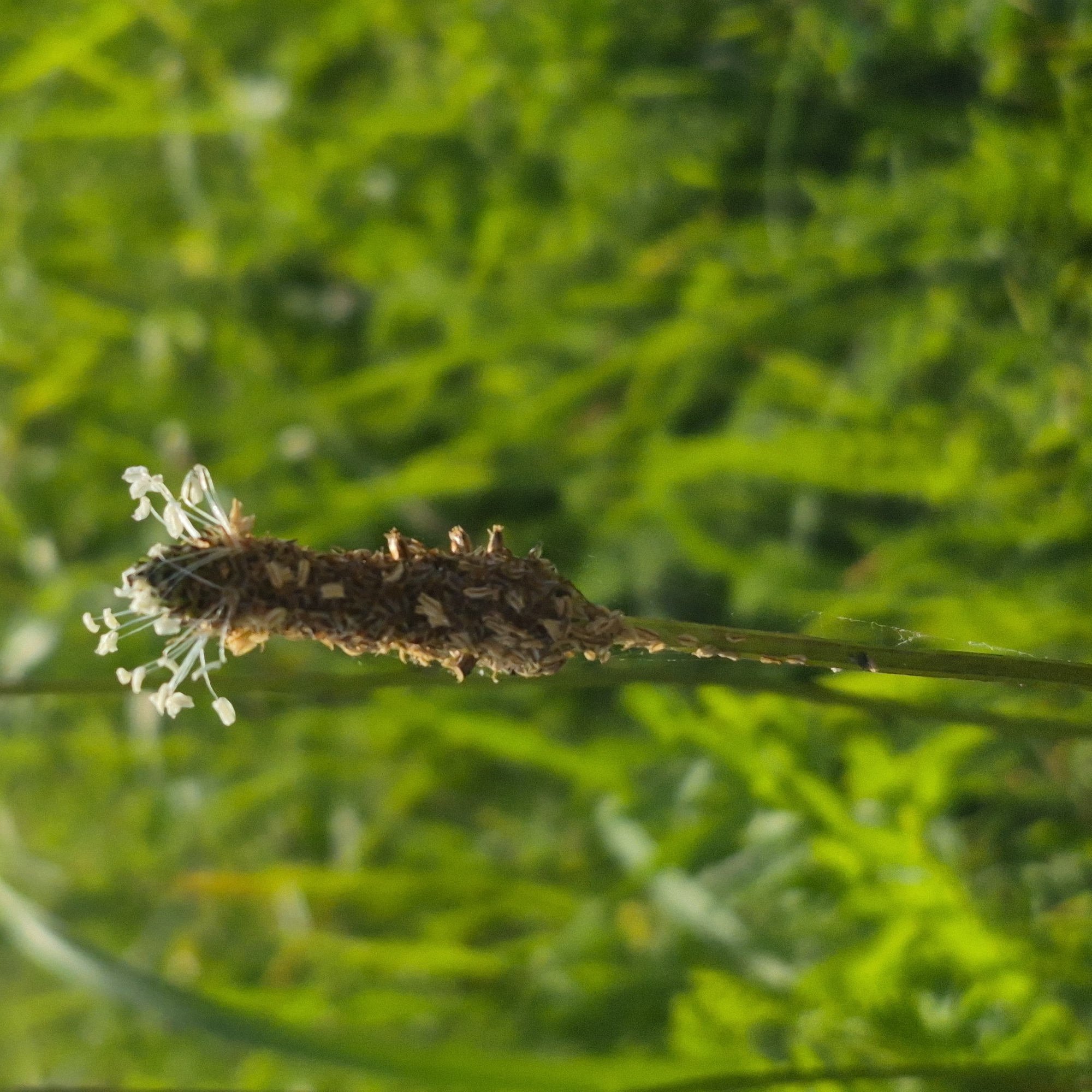 The image displays a close-up view of a single plantain flower spike with small white blossoms protruding from a brown, cylindrical seed head. The flower spike is vertical and the focus of the image. The background is a blur of green foliage, suggesting an outdoor, natural environment. No people, specific city landmarks of Gdańsk, or any actions are discernible in the image. The scene is tranquil and focused on the botanical subject.