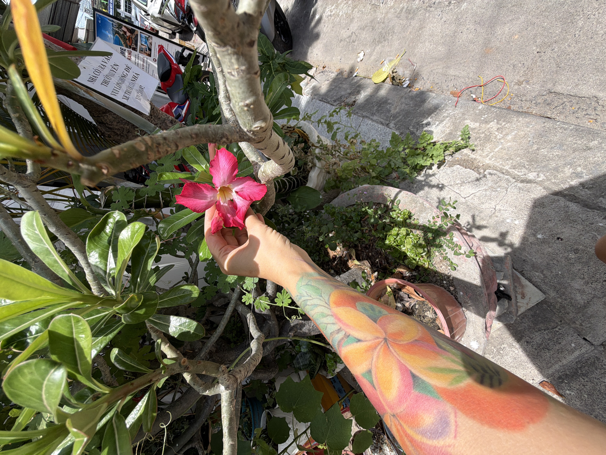 An external shot captures a close-up of a person's hand holding a pink desert rose flower. The hand is part of an arm adorned with a vibrant tattoo featuring large pink and orange flowers. The arm and hand are positioned in front of a tree with thick, gnarled branches and green leaves. In the background, a street scene unfolds with parked motorcycles and posters visible. One poster, with Vietnamese text, appears to be an advertisement for an apartment rental. The ground is paved with concrete, and various plants and potted greenery surround the tree. The overall setting suggests a street-side view in Nha Trang Ward, Vietnam.
