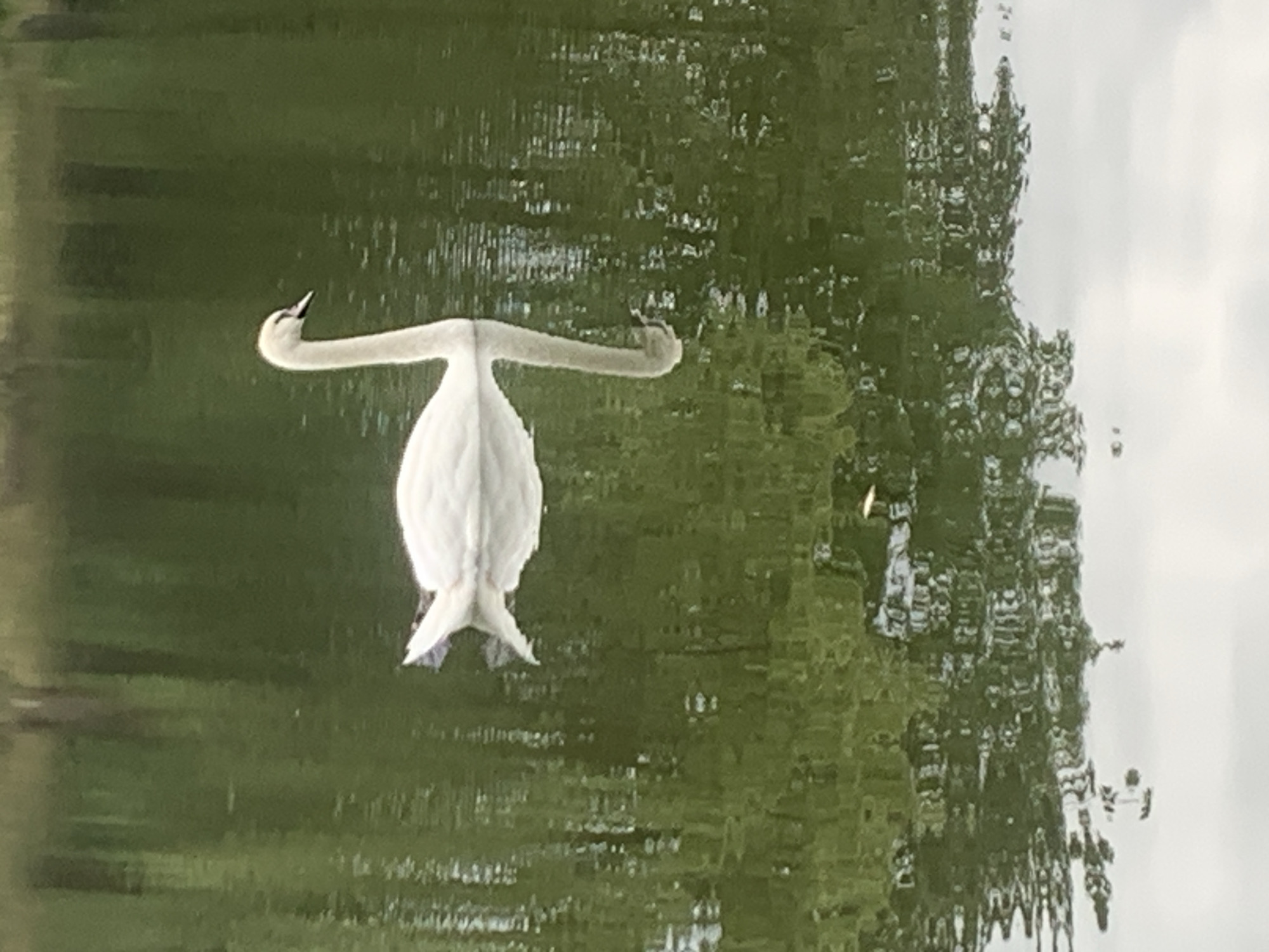 A swan with white plumage is swimming on a body of water. The swan is facing right and its neck is curved. The water reflects the swan and the surrounding green foliage. The image appears to have been taken outdoors in natural light. There are no people or any other animals visible in the image.