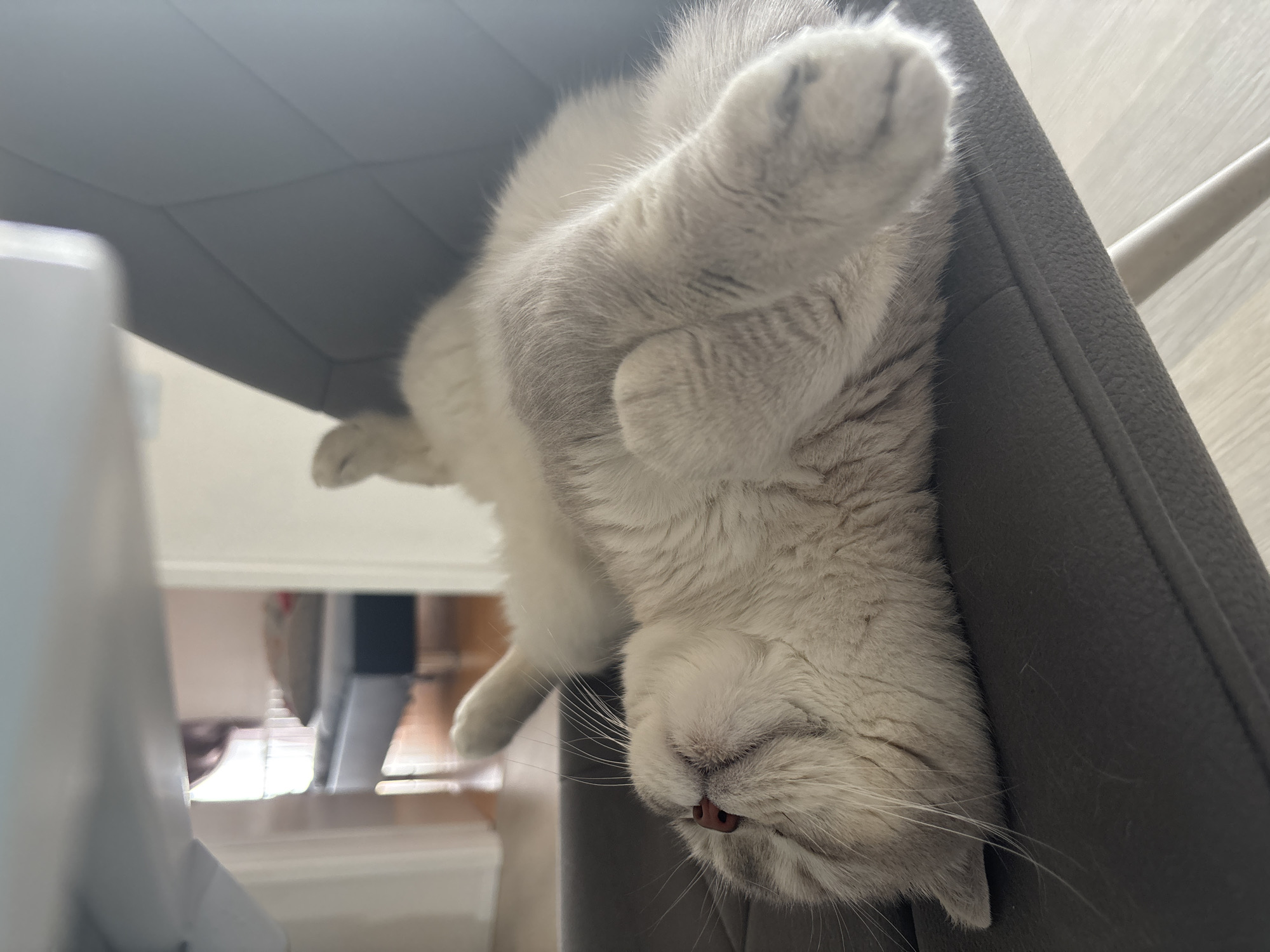 A light gray cat is sleeping on its back on a dark gray chair. The cat's eyes are closed, and its mouth is slightly open. Its paws are extended upwards, and its belly is exposed. The cat's fur is soft and fluffy. The chair is made of faux leather and has a quilted backrest. In the background, there is a blurry view of a room with wooden floors and a bed.