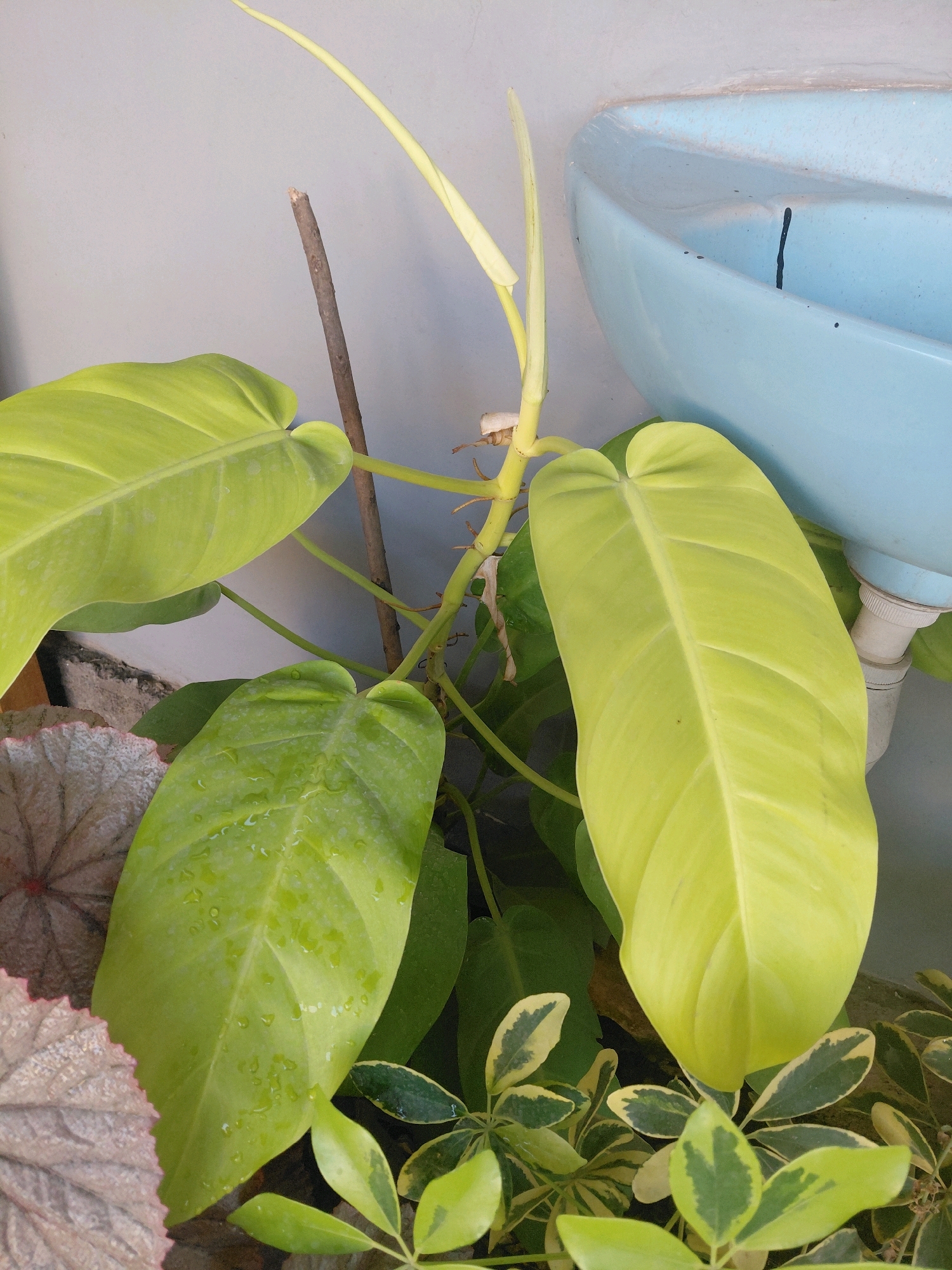 In Bucor Kulon, Indonesia, a close-up shot focuses on a lush green plant with large, glossy leaves. One prominent leaf, a vibrant lime green, is positioned in the foreground, slightly to the right, with its tip pointing upwards. To its left, another large leaf, also lime green, is visible. The plant's stem is a pale yellow-green, and a thin brown stick is inserted into the soil for support, reaching up towards the top of the frame. In the background, a light gray wall provides a simple backdrop, and a bright blue ceramic basin, possibly part of a sink or planter, is partially visible on the right side, showing some dark spots. The overall scene is one of natural growth and domesticity, suggesting an indoor or sheltered outdoor space.
