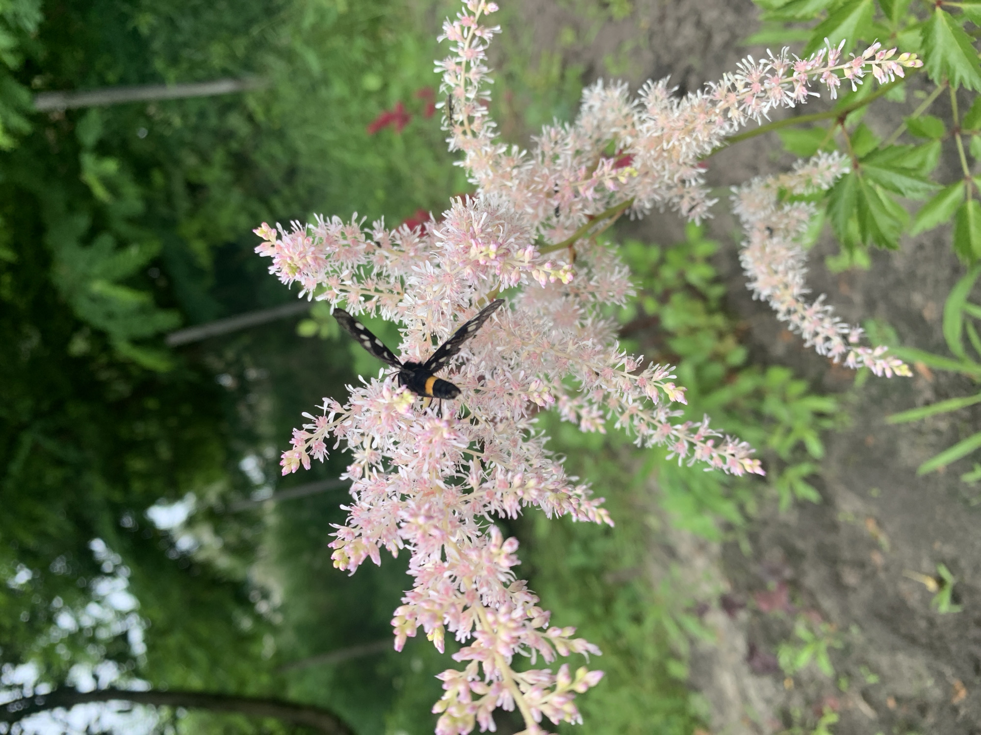 In Pokotylivka, Ukraine, a black and orange insect, possibly a wasp or bee, is perched on a cluster of delicate pink Astilbe flowers. The flower plumes are feathery and elongated, with numerous small blossoms. The background is a blur of green foliage and trees, suggesting a garden or natural setting. The ground below the flowers is dark and appears to be soil. The image is focused on the insect and the flowers, with the surrounding environment softly out of focus.