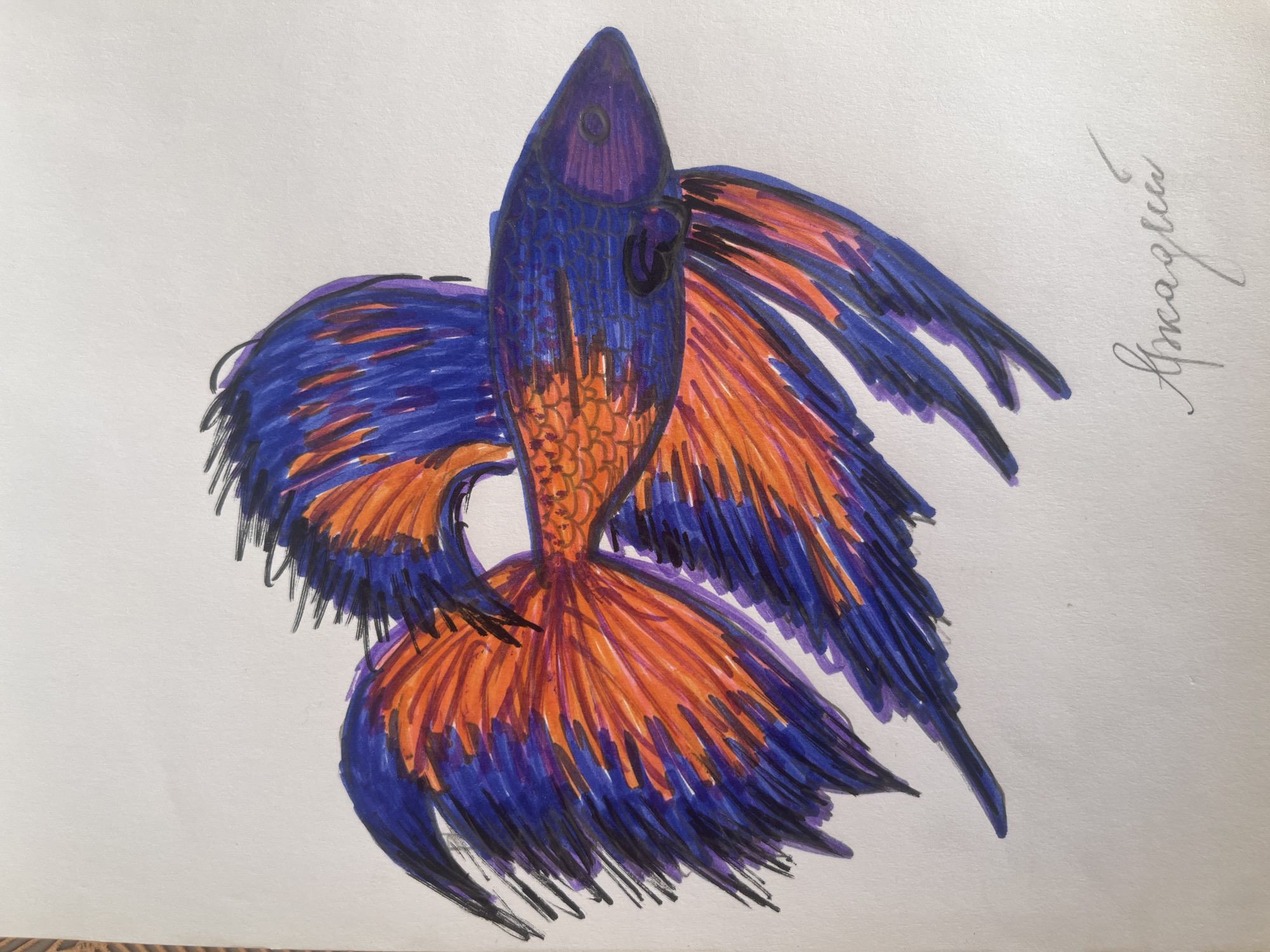This is a drawing of a Siamese fighting fish, also known as a betta fish. The fish is depicted in profile, with its fins fanned out. The fish is colored in vibrant shades of blue, orange, and purple. The drawing is signed in the bottom right corner with a Cyrillic inscription. The background is a plain white surface, likely paper. There is no indication of any specific location in Kyiv, Ukraine, or any other city.