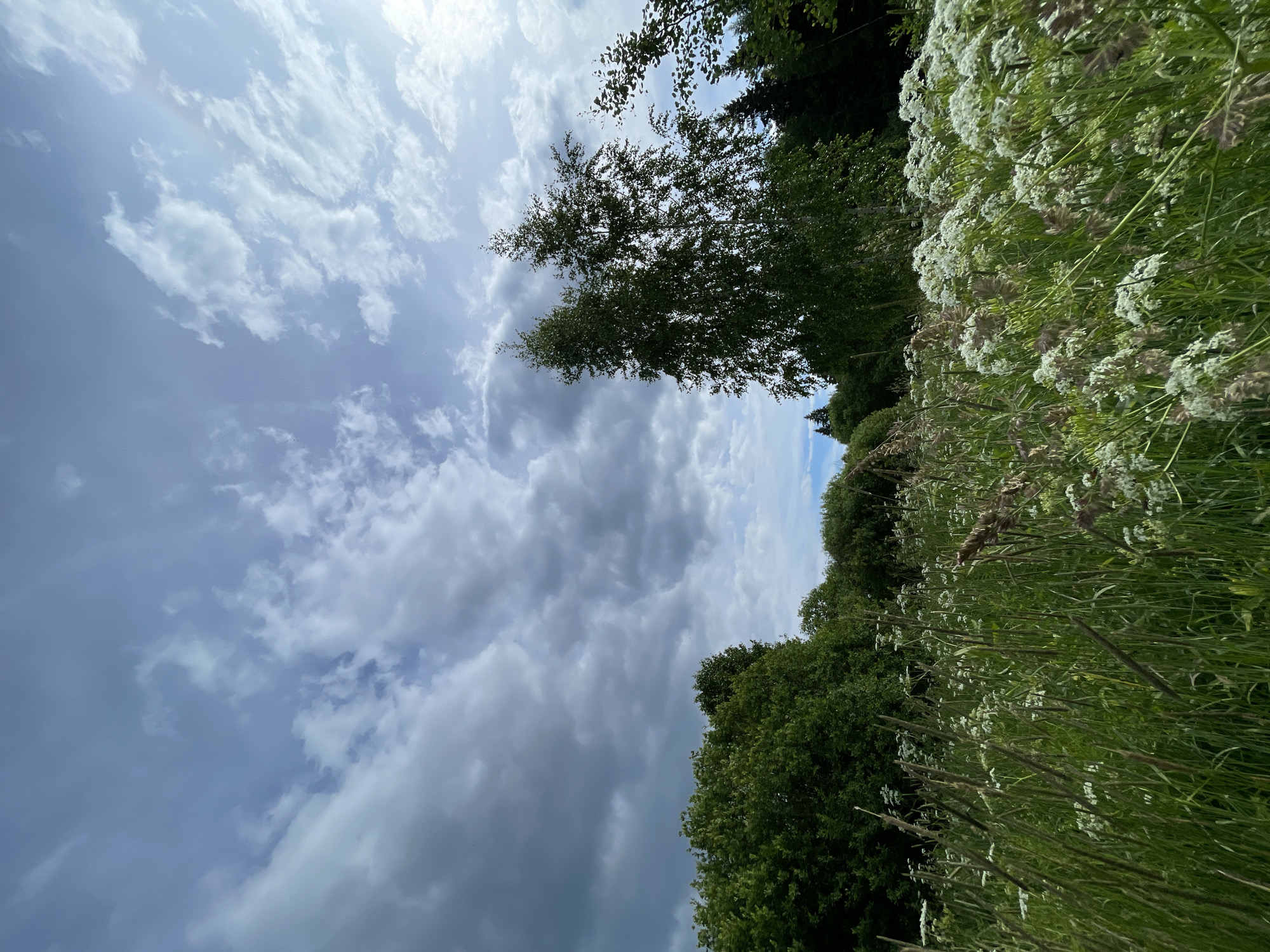 The image depicts a natural landscape with a focus on the sky and a field of tall grasses and wildflowers. The sky is dynamic, featuring a mix of dark, stormy clouds on the left and brighter, scattered white clouds with visible sunbeams on the right. The foreground is dominated by a dense field of green grasses, interspersed with numerous white wildflowers that create a soft, textured appearance. Tall stalks of dried grass are also visible throughout the field. In the background, a line of lush green trees forms a dense wall, with a few taller trees, including birch trees with distinctive white bark, rising above the lower foliage. The scene appears to be located in a rural or park-like setting.