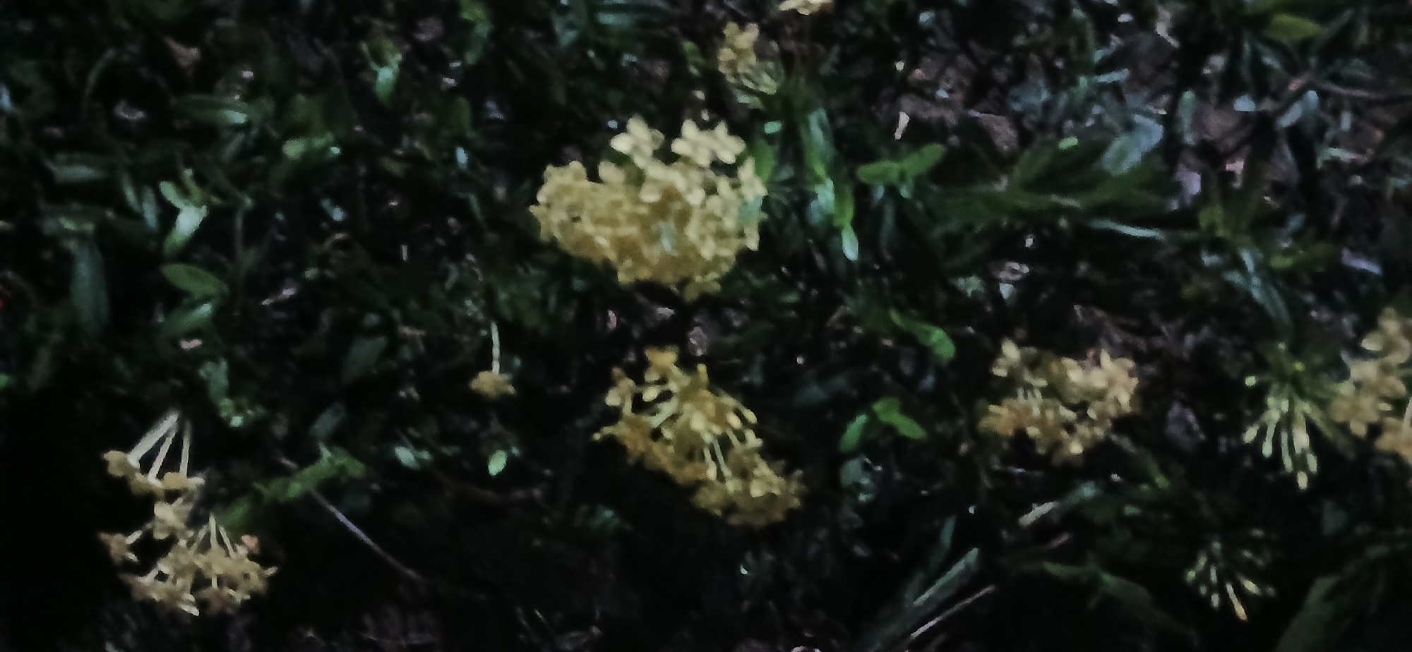 The image displays a cluster of small, light-colored flowers amidst dark green foliage. The flowers appear to be delicate, with multiple small petals arranged in a somewhat spherical or clustered formation. Some of the flowers are in bloom, while others seem to be in bud or have already wilted. The foliage is dense and appears to be growing close to the ground, suggesting a garden or natural environment. The lighting is dim, casting shadows and highlighting the texture of the leaves and petals. The scene is suggestive of a botanical setting, possibly a garden bed or a wild patch of vegetation. The location of Sekarputih, Indonesia, implies a tropical or subtropical climate, which would be conducive to the growth of such flora.