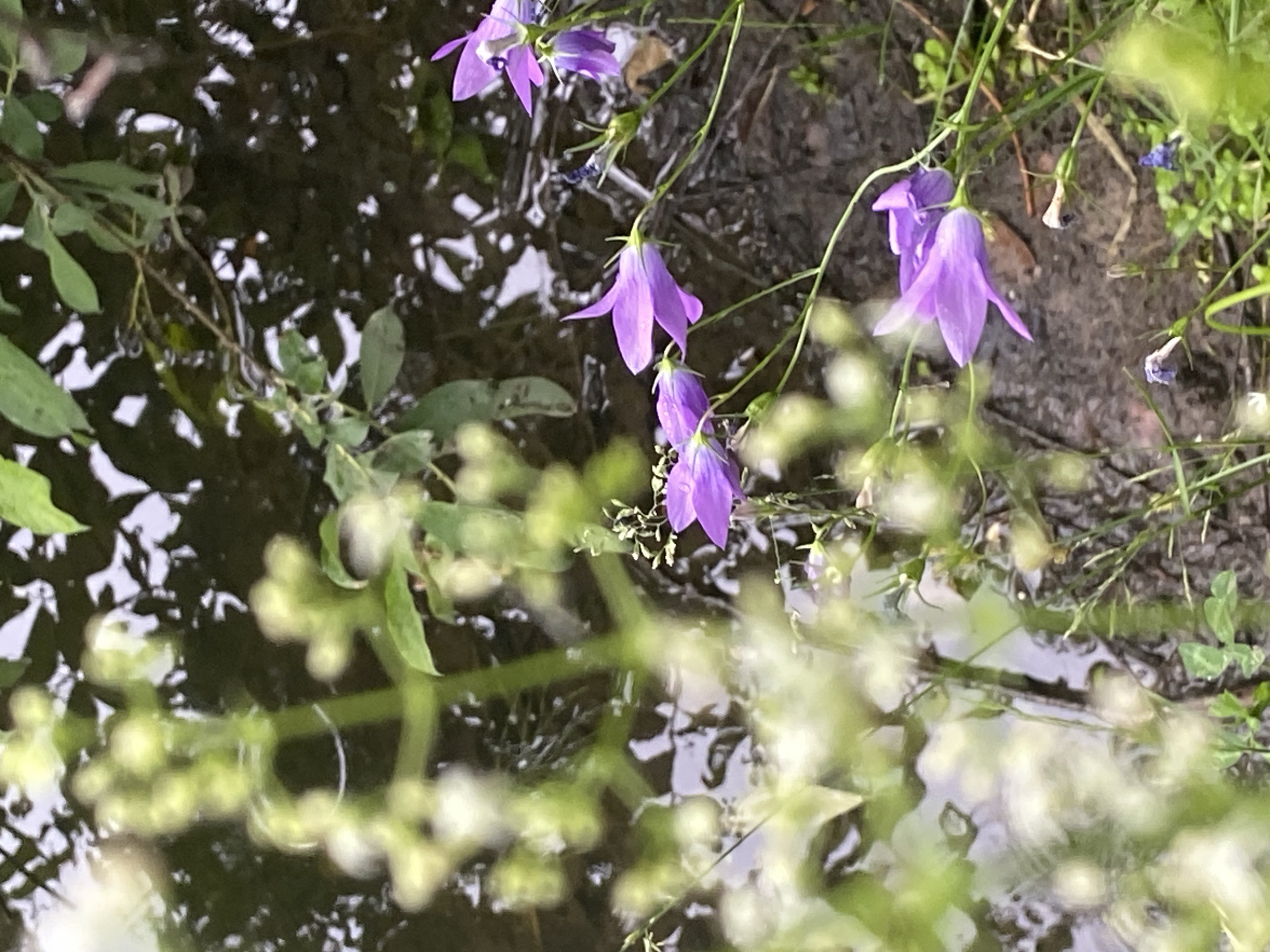 The image shows a close-up view of purple bell-shaped flowers growing near a body of water. The flowers are delicate and appear to be slightly wet, possibly from rain or dew. The water is dark and reflects the surrounding greenery, creating a dappled effect. In the foreground, out-of-focus white flowers and green foliage add depth to the scene. The overall impression is one of natural beauty and tranquility. The scene is located in Zelenodol'sk, Russia.