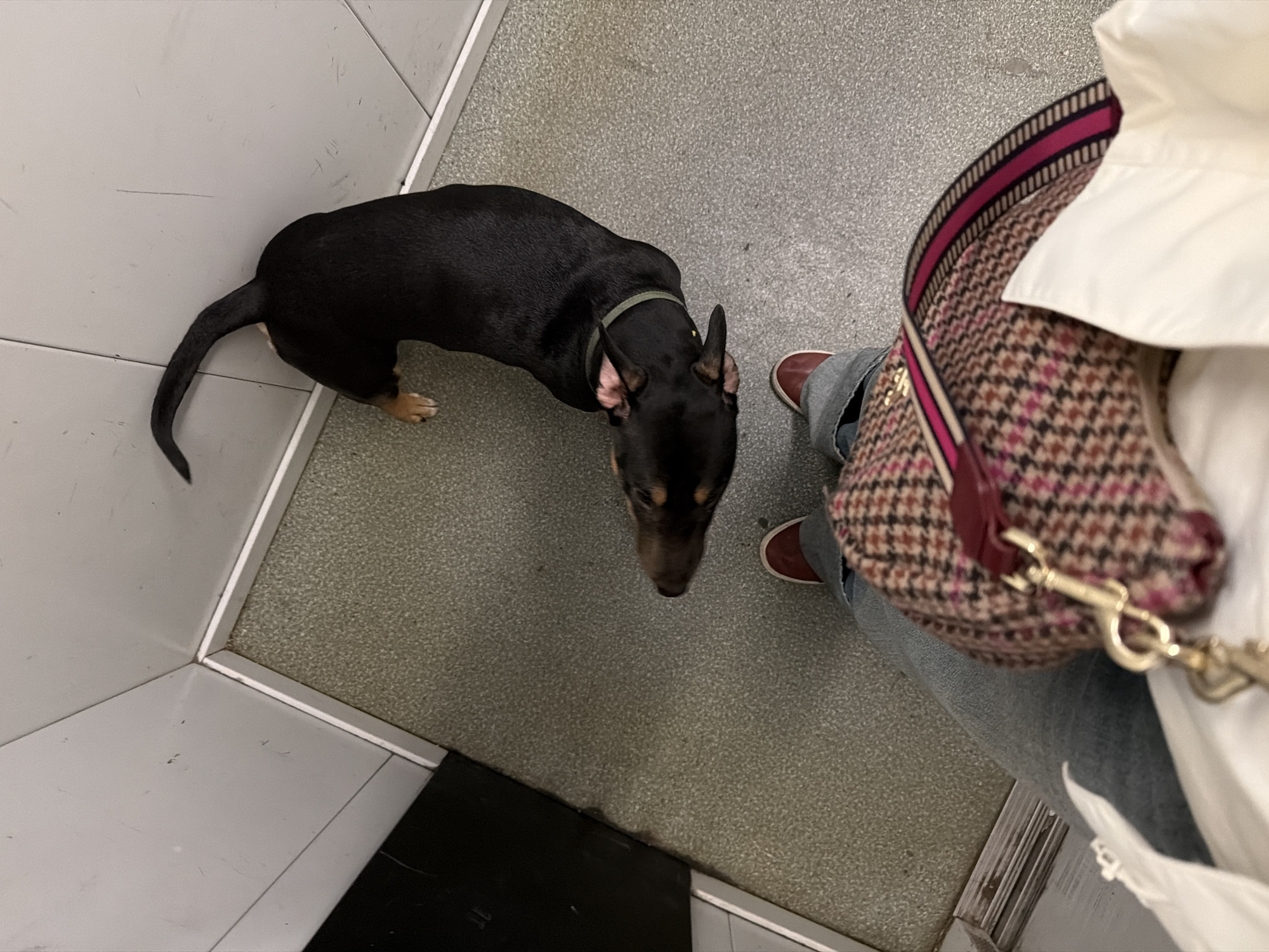 The image depicts a high-angle view of a black and brown dachshund dog standing on a gray, textured floor. The dog is looking up towards the camera. The lower legs of a person, wearing burgundy shoes and jeans, are visible on the right side of the image. A brown and pink houndstooth patterned handbag hangs from the person's shoulder. Part of a white shirt is also visible. The scene appears to be indoors, within a space with light gray walls. The location details are not discernible in the image.