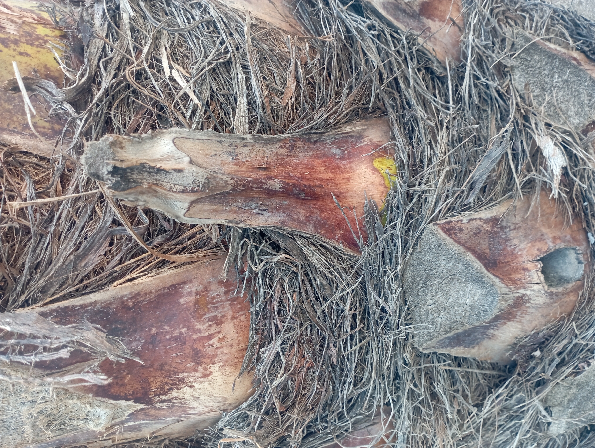 The image is a close-up, detailed view of the textured bark of a palm tree. The bark is a mosaic of brown, reddish-brown, and gray tones, with prominent fibrous strands that give it a rough, weathered appearance. Several sections of the bark are visible, revealing distinct patterns and textures. Some areas show smooth, polished surfaces, while others are heavily textured with deep grooves and protrusions. There are no people or animals visible in the image. The scene appears to be outdoors, likely in a natural environment given the subject matter. The location of Kramat, Indonesia, is noted for this image, suggesting it is a characteristic feature of the local flora.