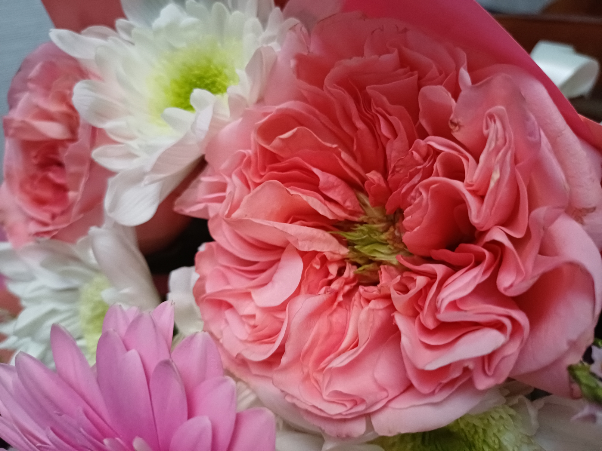 A close-up, top-down view captures a bouquet of flowers, dominated by a large, ruffled pink rose in the center. To its left, a white chrysanthemum with a lime-green center is partially visible, its delicate petals fanned out. Below the pink rose and to the left, a single pink gerbera daisy with smooth, pointed petals is in focus. The bouquet appears to be wrapped in a soft pink paper, adding a subtle decorative element to the arrangement. The background is blurred, with hints of a wooden surface and a white object, suggesting the bouquet might be placed on a table or desk. The lighting is soft and even, indicating an indoor setting without direct sunlight. The overall impression is one of natural beauty and a gentle, perhaps romantic, mood. No text is visible in the image.