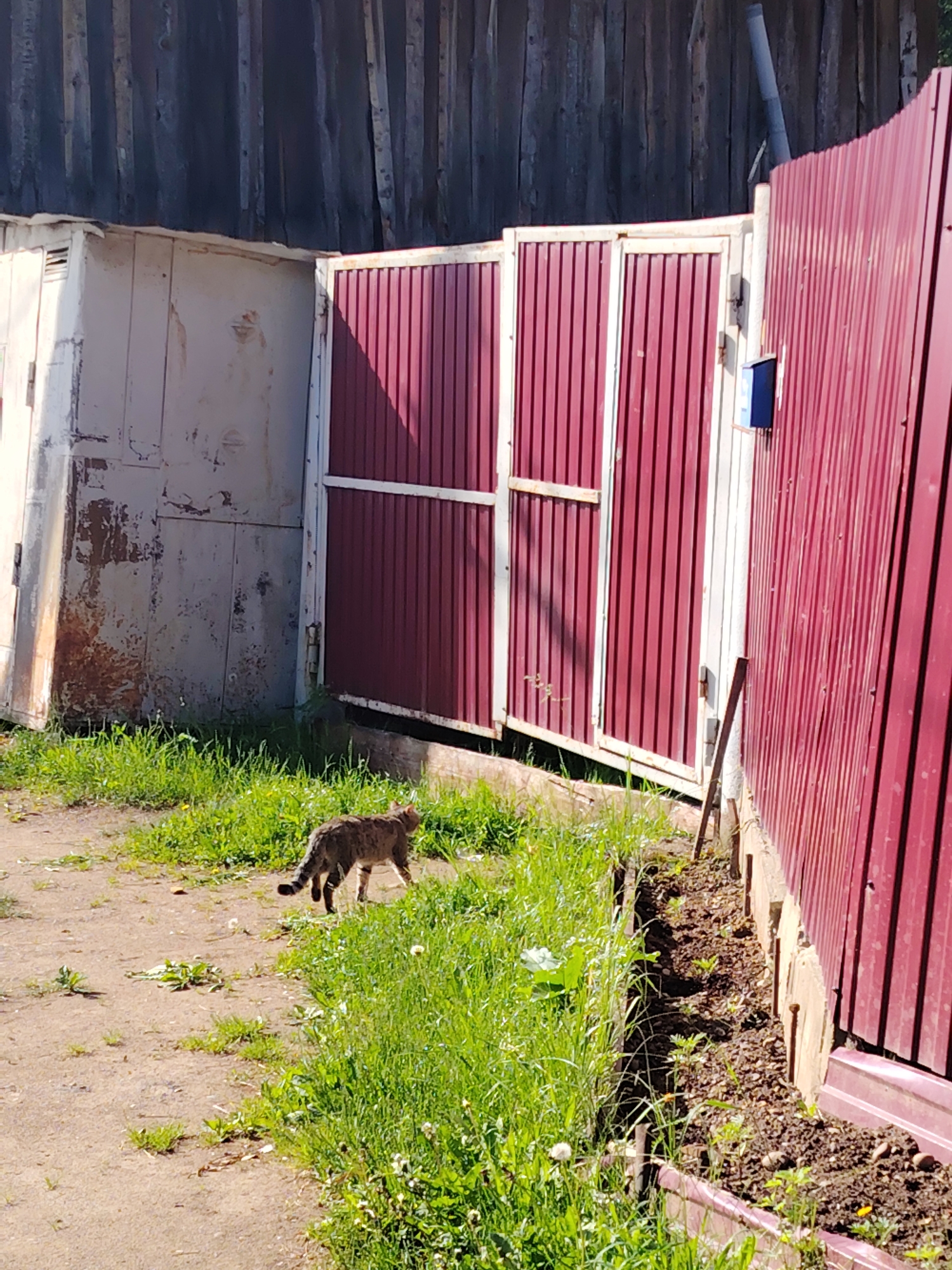 The image captures an outdoor scene in Chaikovsky, Russia, on a clear, sunny day. A tabby cat is the central subject, seen walking from left to right across a dirt path. The path is flanked by patches of vibrant green grass, dotted with some white dandelions and weeds.
In the background, a tall, dark, weathered wooden fence or wall runs across the top of the frame. Below this, on the left, stands an old, light-colored corrugated metal structure, possibly a garage or shed, exhibiting considerable wear, peeling paint, and rust. To its right, and dominating the right side of the image, is a red corrugated metal fence with a double gate, supported by white metal frames. Sunlight creates sharp shadows on the gates and the ground, indicating the bright conditions.
A blue mailbox is conspicuously attached to a post of the red fence on the right side. Along the base of the red fence, particularly towards the right, there is a narrow garden bed filled with dark soil and small green sprouts, suggesting recent planting. A white utility pipe or vent is visible extending upwards behind the red fence on the right side. No people or visible text are present in the image.