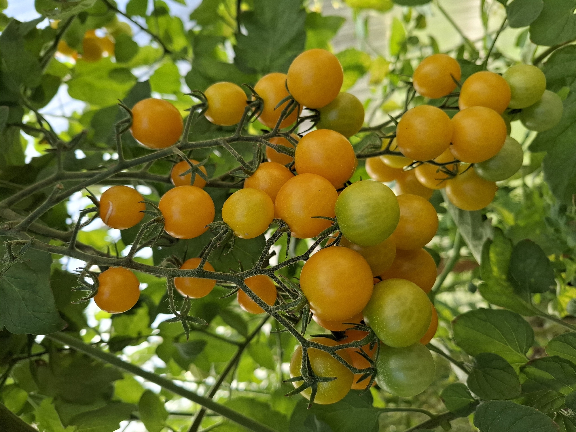 This is a close-up, vertical, eye-level shot of a cluster of ripe yellow cherry tomatoes hanging from a vine. The tomatoes are round and vary slightly in color from pale yellow to a deeper golden hue. Some green tomatoes are also visible among the ripe ones, indicating different stages of development. The tomatoes are attached to thin, green stems, and the fuzzy texture of the stems is discernible. The background is a blur of green foliage and hints of sunlight filtering through, suggesting an outdoor garden environment. There are no people, animals, or man-made structures in the image. The scene is one of natural abundance and growth.
The image does not contain any information that would allow for the identification of a specific location in the city of Tyumen, Russia, or any other geographical location.