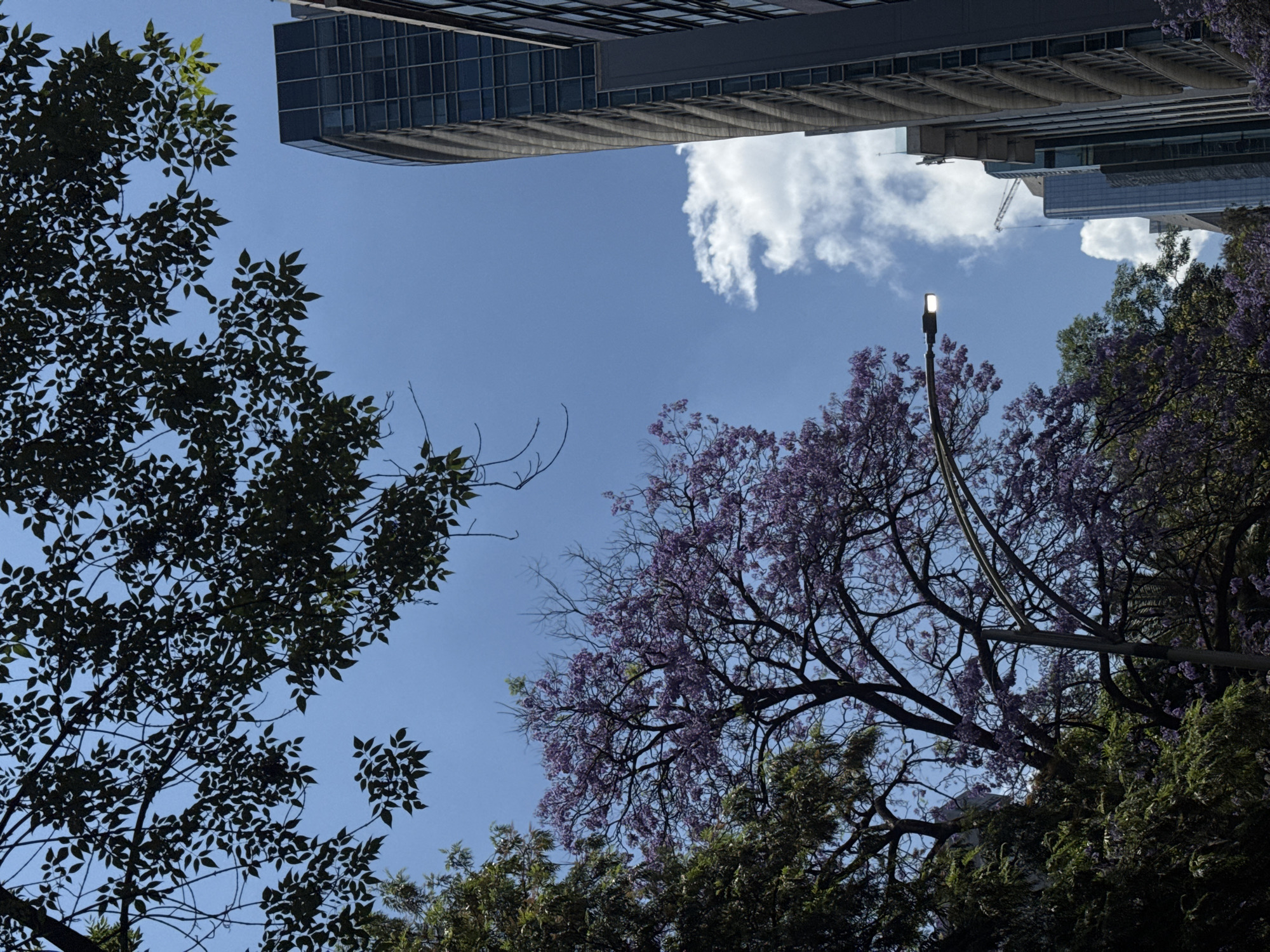 Captured from a low-angle perspective in Mexico City, Mexico, the image features a view toward the sky framed by trees, a building, and a cloud. The sky is predominantly blue with a single white cloud in the upper portion of the frame. Two buildings appear in the upper corners, their architectural details suggesting urban development. A lush canopy of trees fills the lower portion, with a mix of green foliage and purple blossoms. A street lamp stands among the trees, its dark pole contrasting with the natural elements. The scene evokes a sense of urban nature and the blending of city architecture with green spaces.