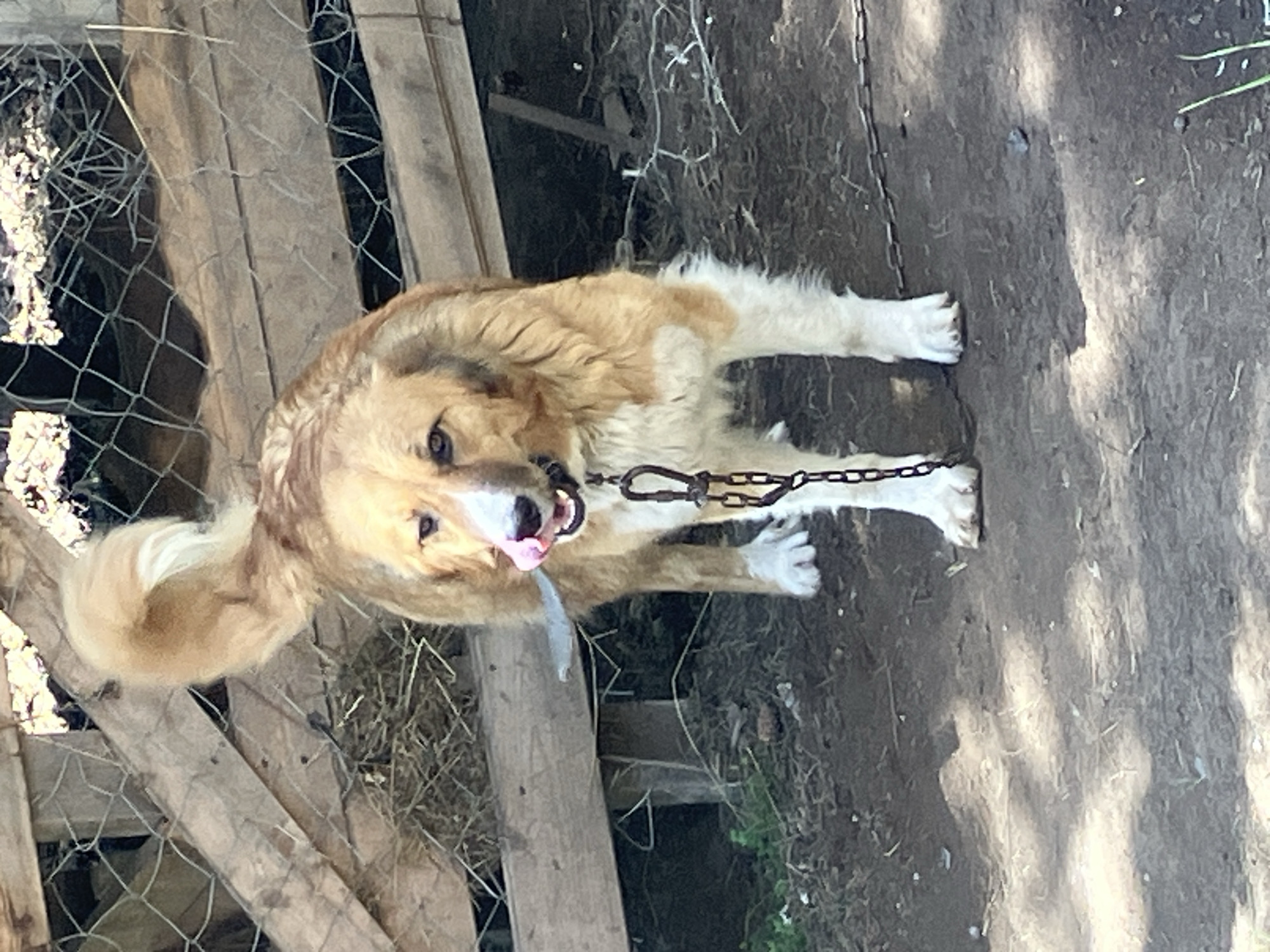 A medium-sized, tan and white dog with a fluffy tail is standing on a dirt ground, leashed by a metal chain. The dog's tongue is sticking out, and it appears to be panting. Behind the dog is a wooden fence with wire mesh, and some hay is visible behind the fence. The ground is covered with dirt, small pebbles, and some green foliage. The scene appears to be outdoors in a rustic setting, possibly a yard or a farm. The image is taken in Dilijan, Armenia.