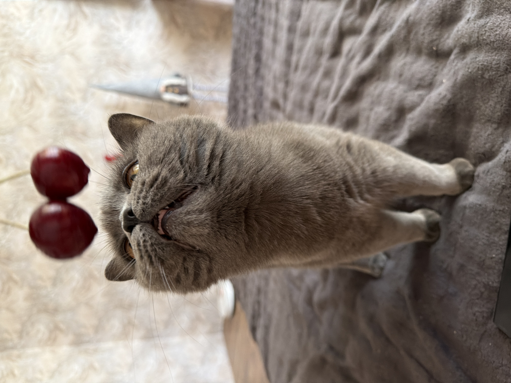 A British Shorthair cat with gray fur and yellow eyes is lying on a soft gray blanket. The cat is looking to its left, and its mouth is slightly open, revealing its teeth. Two red cherries are hanging to the left of the cat's head, connected by a thin stem. In the background, a blurry object that appears to be a cat toy is visible on a white furry surface. The scene is indoors, and the lighting suggests it might be daytime. The cat appears curious or playful, possibly interacting with the cherries. There is no visible text in the image.