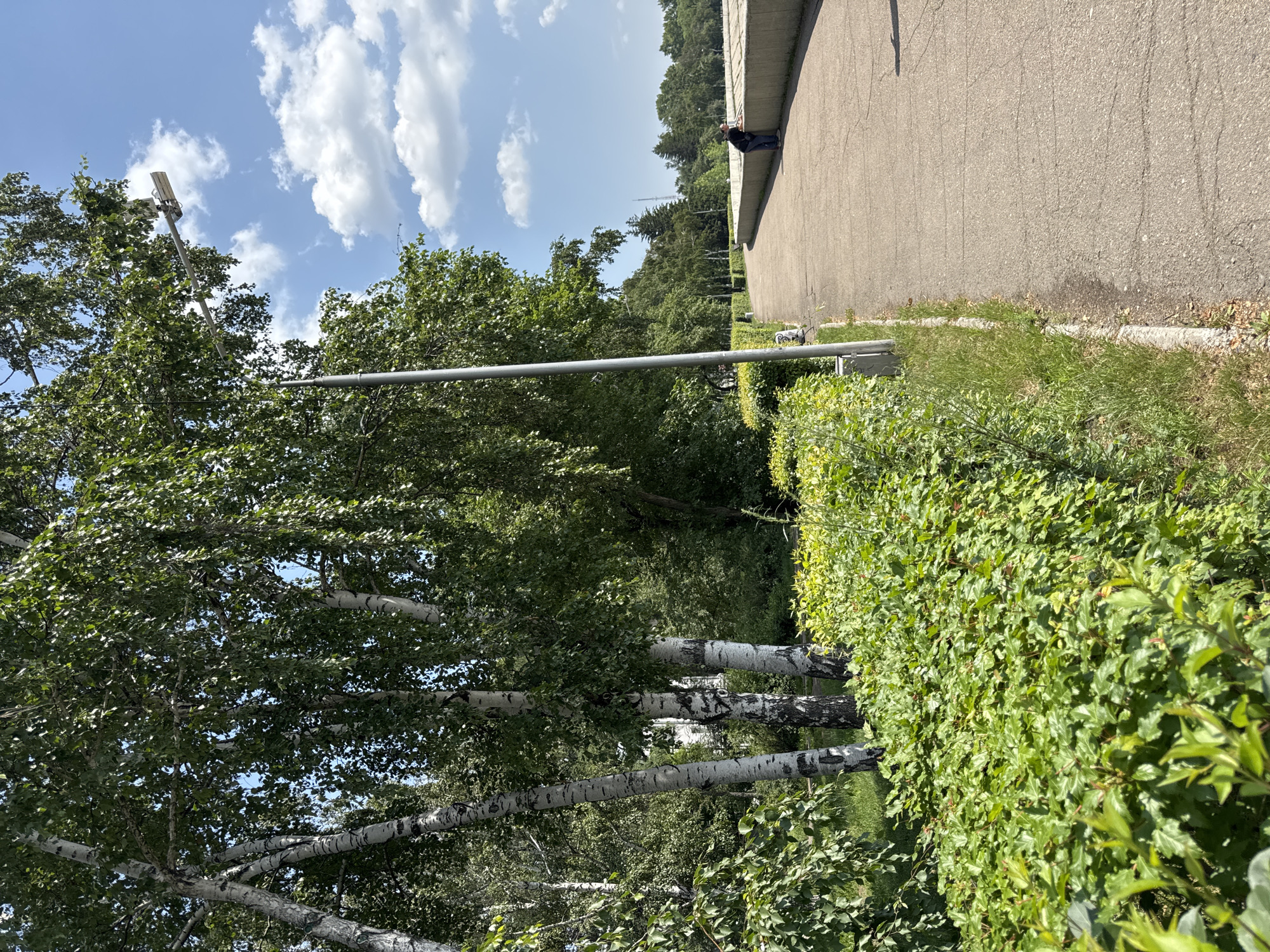 The image depicts a paved walkway alongside a concrete wall and a lush green hedge, with several birch trees and other foliage on the left. The sky is blue with scattered white clouds. A person, wearing a dark shirt and jeans, is leaning on the wall, facing away from the camera, looking towards the right side of the frame. In the distance, a tower-like structure is visible amidst a line of trees. The scene appears to be an outdoor public space, possibly a park or a promenade, in a city.