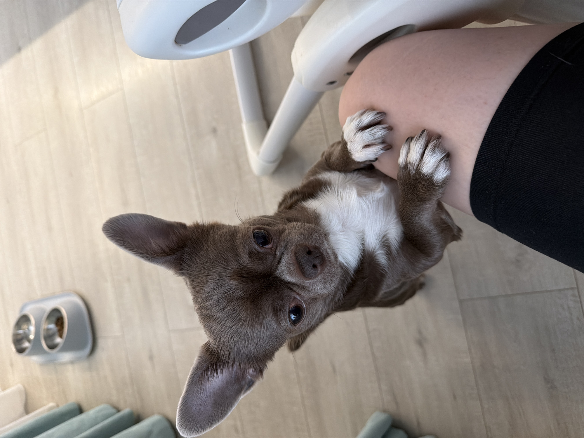 A brown and white Chihuahua dog sits next to a person wearing black leggings. The dog has its paws resting on the person's leg and is looking up at the camera. A white highchair is visible in the background. There is a gray and silver dog food dispenser on the floor to the left. The floor is light wood laminate.
There is no indication that this image was taken in Votkinsk, Russia.