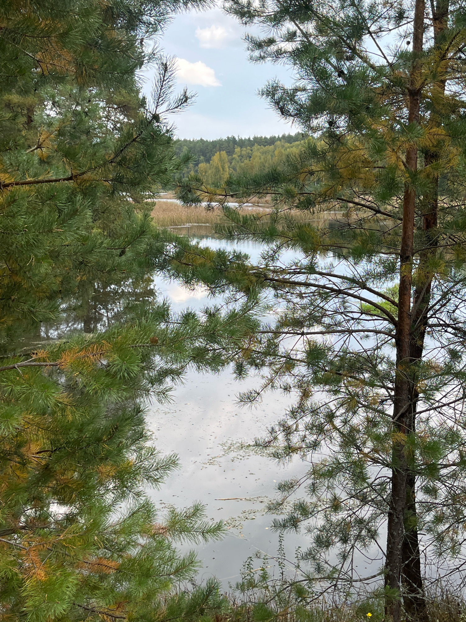 The image depicts a serene natural scene viewed through the branches of pine trees. In the foreground, dense green pine boughs with some yellowing needles frame the view. A tall, slender pine tree with rough bark stands to the right, its branches extending into the middle ground.
Beyond the trees, a calm body of water is visible, reflecting the overcast sky and the surrounding foliage. The water's surface is dotted with small patches of lighter material, possibly aquatic plants or debris. In the background, a dense forest line is discernible, with trees displaying a mix of green and autumnal yellow foliage, suggesting the season is likely early autumn. The sky above is a pale blue, partially obscured by white clouds.
The scene appears to be a natural landscape, possibly a lake or pond edge within a forest or park. Given the context of the city of Chaikovsky, Russia, this could be a location along the Kama River reservoir, which is a prominent geographical feature of the city and its surrounding area. The overall impression is one of quiet, natural beauty, undisturbed by human activity. There are no people or animals visible in the image.
