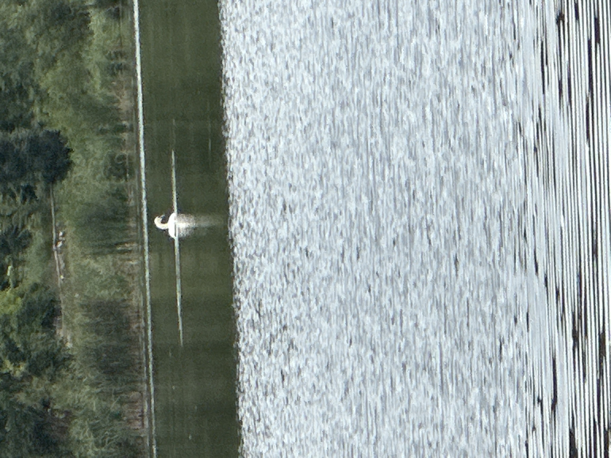 In Makiv, Ukraine, a solitary white swan glides across the calm, dark water of a lake. The background features a dense line of green trees and reeds, suggesting a natural or park-like setting. The water's surface is slightly rippled, reflecting the subdued lighting of the day.