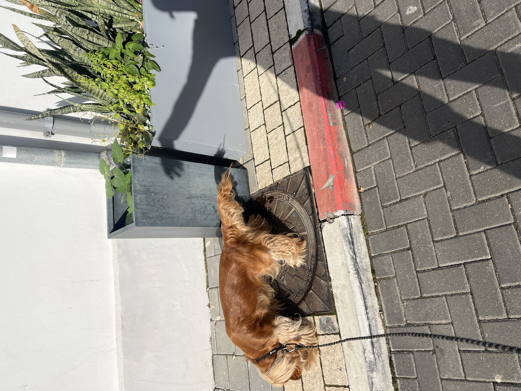 A golden Cocker Spaniel lies on a manhole cover on a sidewalk in Tel-Aviv, Israel. The dog is on a leash. Next to the sidewalk is a planter with greenery. The sidewalk consists of light gray pavers, and the street has dark gray pavers. A curb is painted with alternating red and white stripes. The wall behind the planter is white. The scene is outdoors with dappled sunlight and shadows.