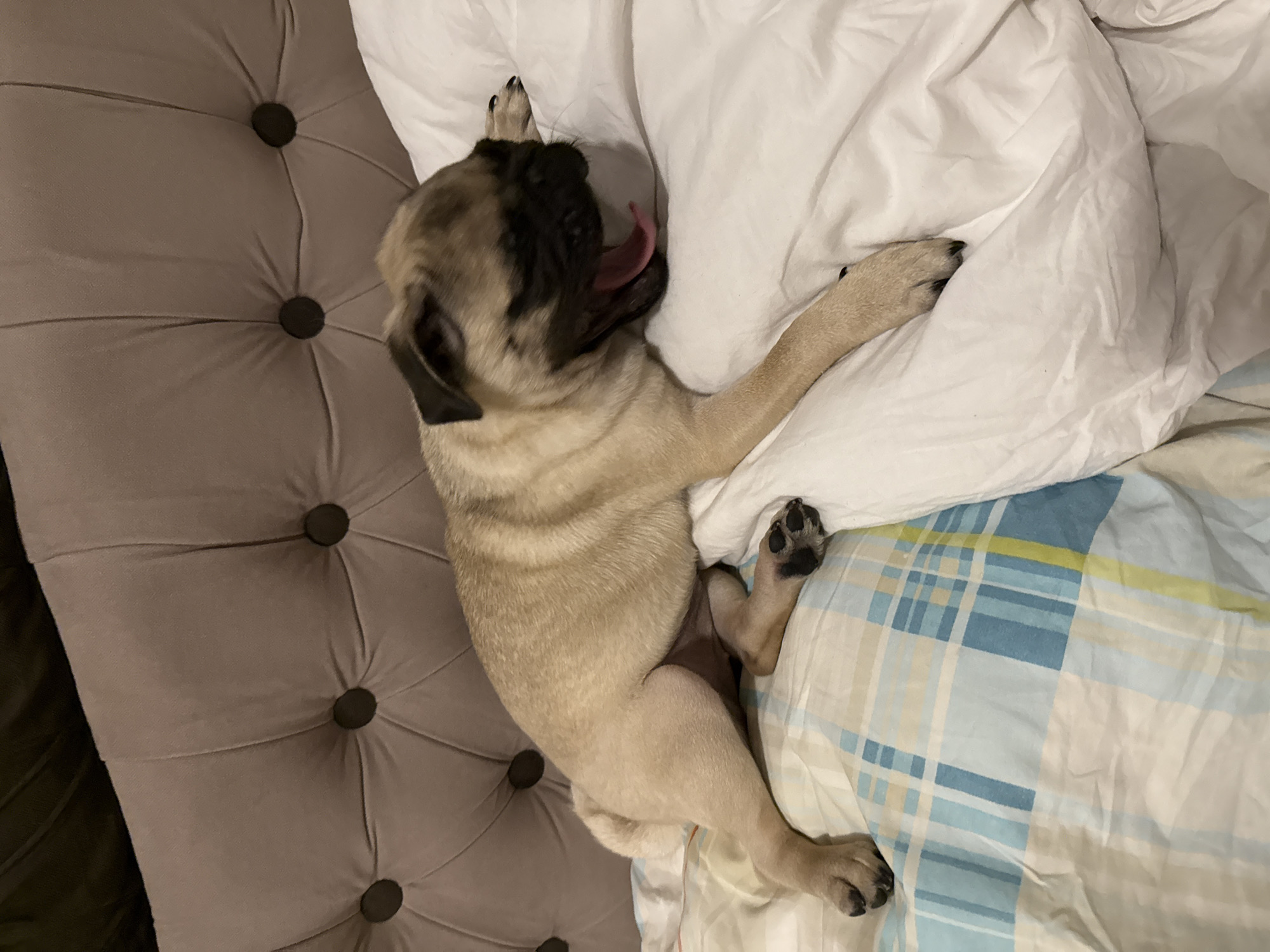 A fawn-colored pug dog is lying on a bed with its mouth open, appearing to yawn. The dog is positioned on its side, with its hind legs extended towards the bottom left of the frame and its front paws resting on white bedding. The bed has a tufted headboard with dark buttons, visible in the upper portion of the image. The bedding consists of white sheets and a patterned duvet or comforter with blue, white, and yellow stripes. The background is a tufted headboard. The overall scene appears to be indoors, likely in a bedroom.