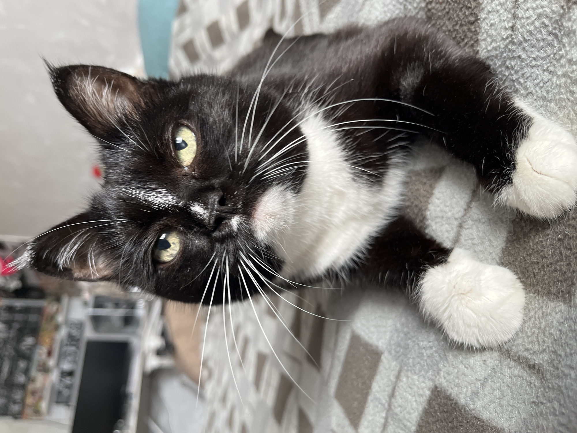 A close-up, eye-level, full shot of a black and white cat lying on a textured grey and beige blanket. The cat's face is centered in the frame, with its head tilted slightly forward. Its eyes are a striking yellow-green, with dilated pupils. Long white whiskers fan out from its muzzle. The cat has a white chest and white paws, which are visible in the foreground. Its ears are erect and pointed. The background is blurred, showing a domestic setting with what appears to be a television and shelving unit. The image is well-lit, highlighting the cat's features and fur. There are no people visible in the image. The location is not identifiable as Moscow, Russia.