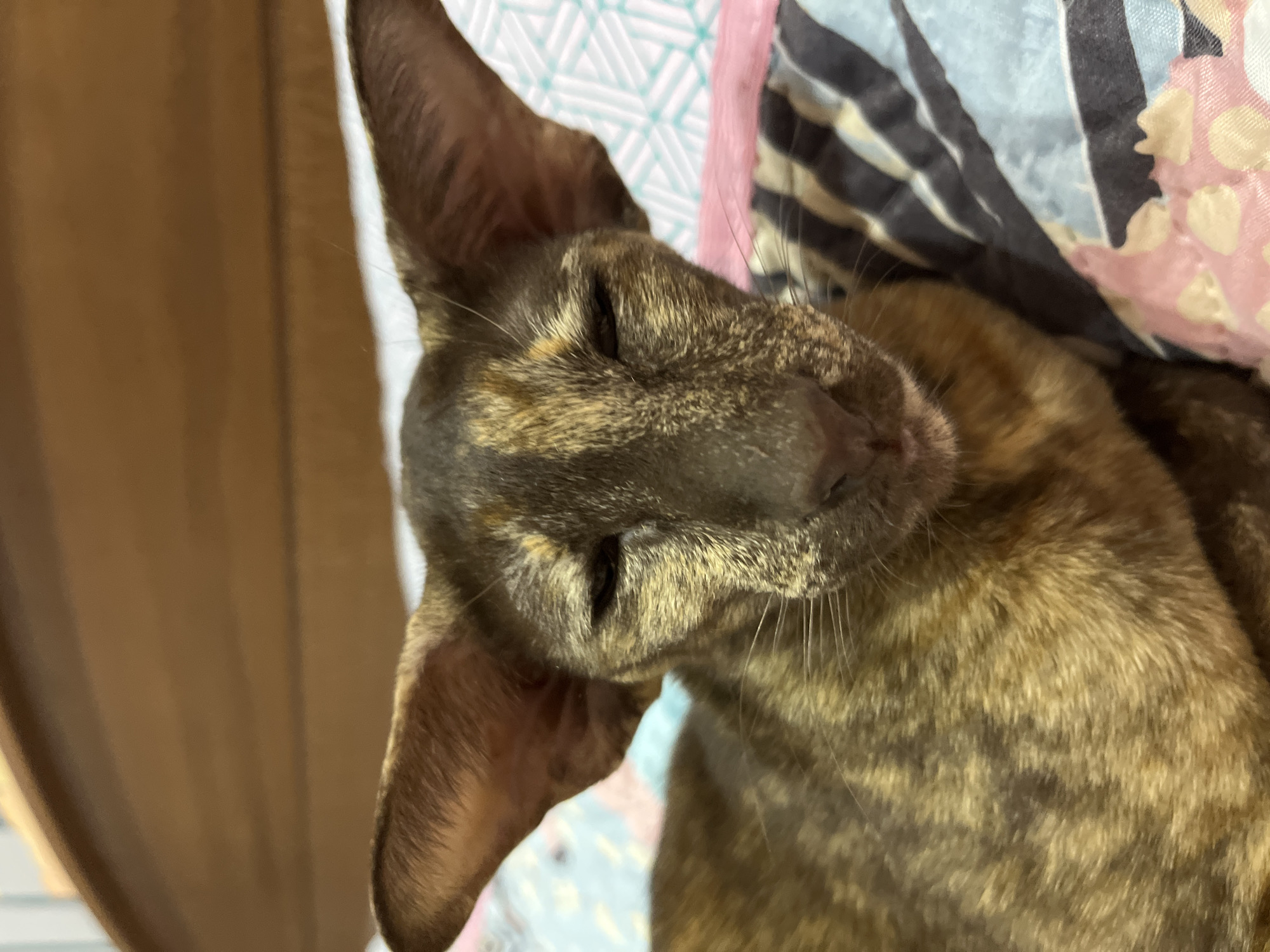 A tortoiseshell oriental shorthair cat is sleeping on patterned bedding. The cat's head rests on the blue, pink and white patterned fabric. The right side of the photo shows more of the cat's body and bedding with black and white stripes and a pink floral pattern. A brown curtain is visible on the left side of the frame. There is no evidence to confirm this image was taken in Chaikovsky, Russia.