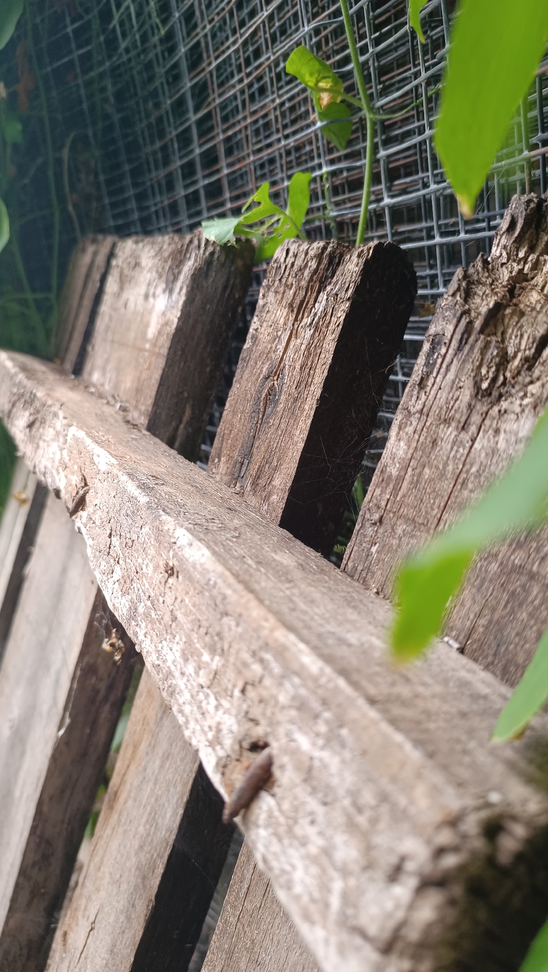 The image is an outdoor, eye-level, close-up shot of weathered wooden planks. The planks are oriented diagonally, with the closest one running from the lower left to the upper right of the frame. The wood is rough and shows signs of age and exposure to the elements, with visible grain and texture. A small, rusted nail is embedded in the closest plank on the right side of the image. Behind the wooden planks, a wire mesh fence is visible, also appearing somewhat weathered. Green leaves and stems from a plant are interspersed in the scene, with some blurred in the foreground and others visible through the mesh fence. The lighting suggests a bright, possibly sunny day, creating shadows and highlights on the textured surfaces of the wood. The environment appears to be an outdoor, possibly overgrown area, with the focus on the textures of the natural and man-made elements.