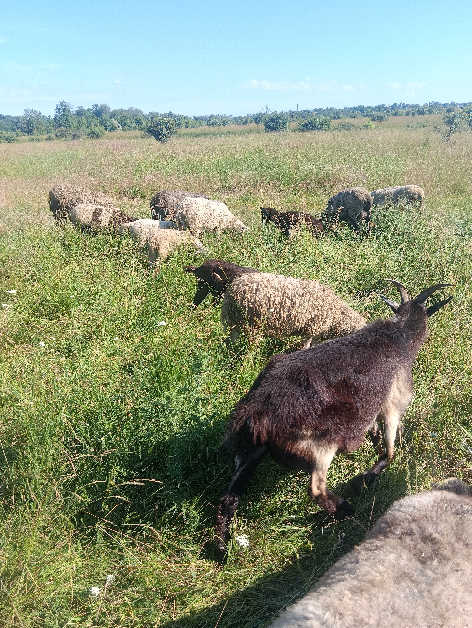 A herd of sheep and one goat are grazing in a grassy field under a clear blue sky. The animals are scattered throughout the image, with some in the foreground and others in the background. The grass is tall and green, with patches of dry, yellowed grass also visible. Trees and bushes line the horizon in the distance. The scene appears to be a rural or agricultural setting, possibly a pasture.
