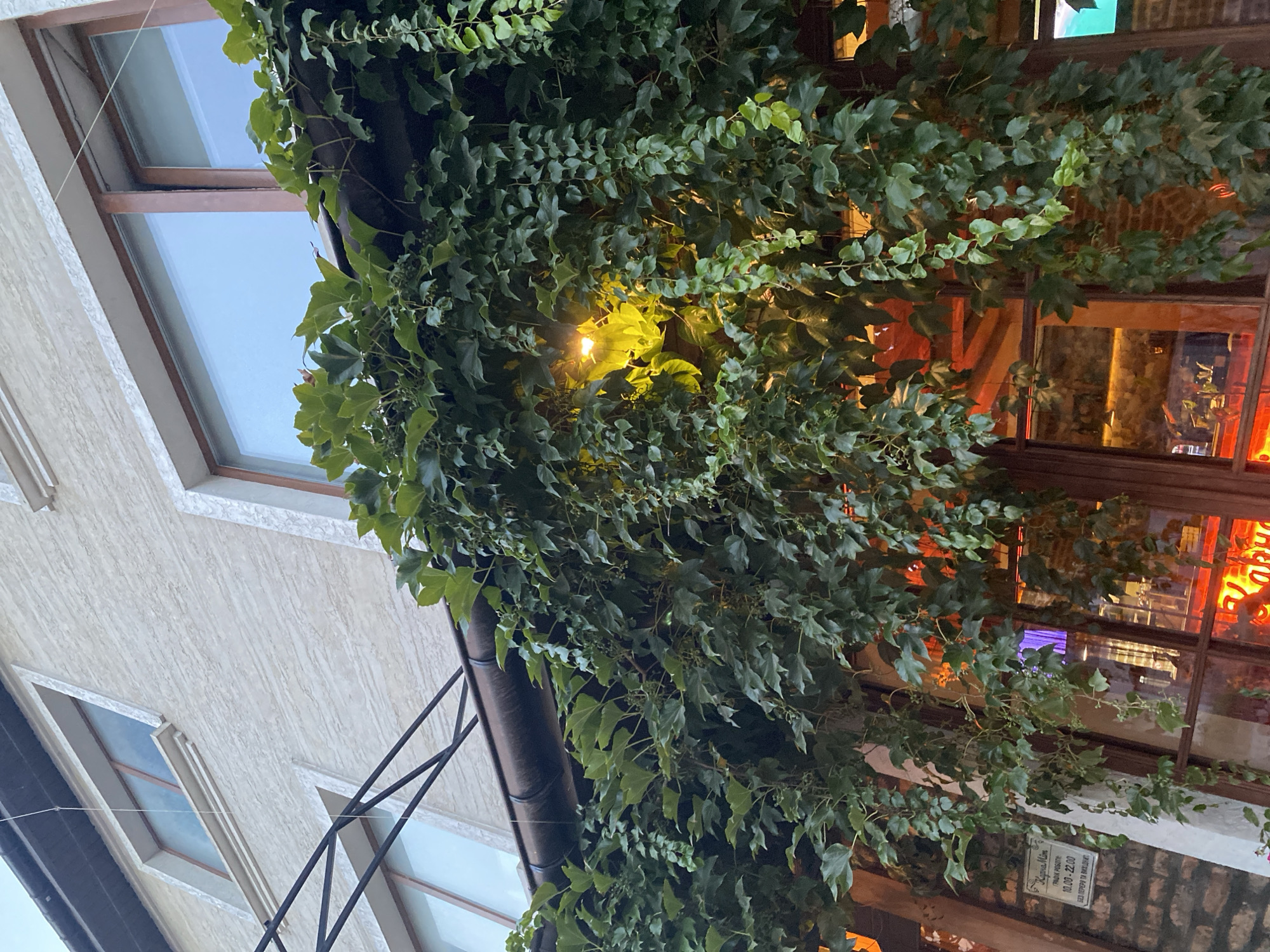 The image shows a building facade covered with lush green ivy. The ivy cascades down from a dark gutter system, partially obscuring windows and a brick wall. A yellow light fixture is visible behind the dense foliage, illuminating some of the leaves from within. The building's exterior appears to be textured, light-colored stucco, with dark-framed windows. Below the ivy, reflections of interior lights and possibly furniture can be seen in the windows, suggesting the building houses a commercial establishment, likely a restaurant or cafe. A sign with text is partially visible on the left side of the image, but it is too blurry to be read clearly. The overall impression is one of an exterior view of a building in an urban setting, likely in Vinnytsia, Ukraine, given the context.