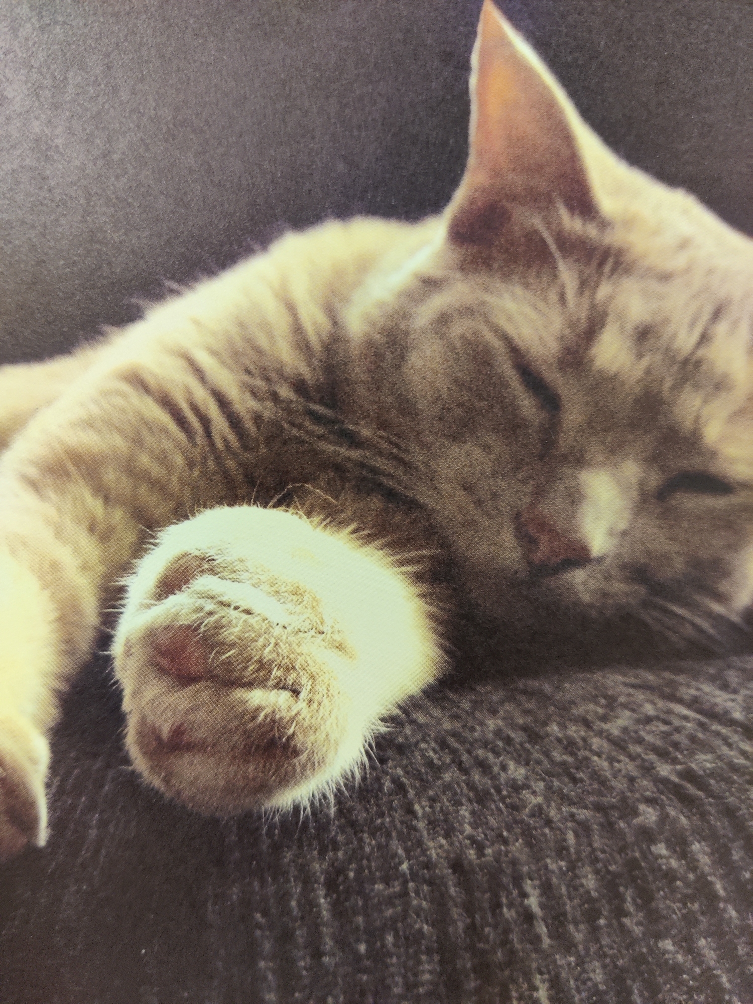 A close-up, eye-level, medium shot captures a sleeping tabby cat curled up on a dark, textured surface, possibly upholstery. The cat, primarily in shades of gray and cream, is positioned with its head resting on its paws, its eyes closed, and its ears alert. Its right paw is prominently featured in the foreground, showing pink toe beans and soft fur. The background is a blurred dark gray, likely a wall or furniture. The lighting is soft, highlighting the cat's fur and creating a peaceful atmosphere. There is no indication of the location being in Mechanicsburg, United States of America.