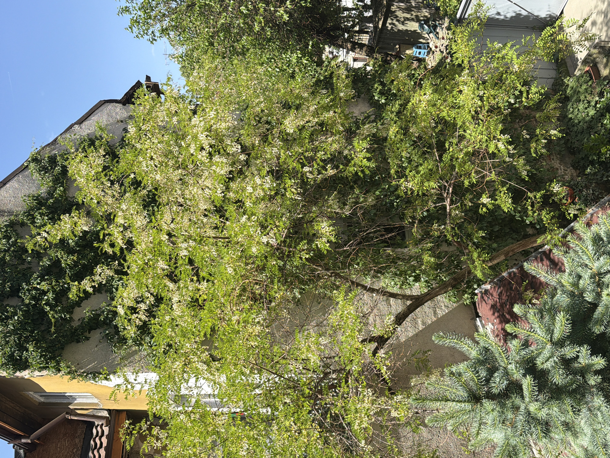 The image shows an outdoor scene with various plants and structures. A building wall is visible, partially covered with ivy. A tree with light green leaves and small white flowers is positioned in front of the wall. Another tree, a pine, is in the bottom right corner. In the background, there are other buildings and vegetation. The sky is blue.
Based on the location request and other clues, the image is most likely taken in a residential area of Sofia, Bulgaria. The presence of ivy and mature trees suggests an older neighborhood. The type of building construction suggests a residential building in Sofia.