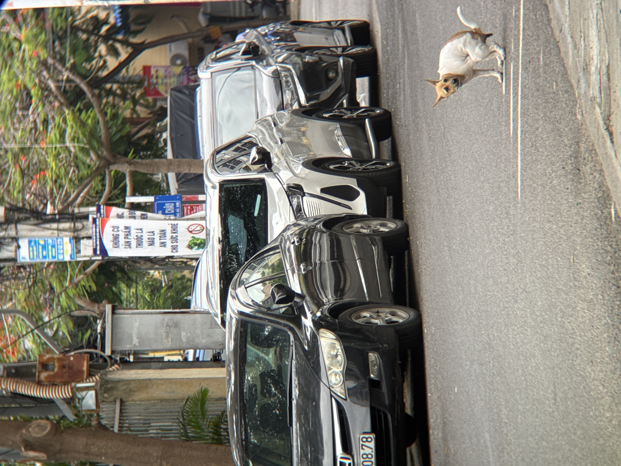 A small, tan and white dog is defecating on a paved street in Nha Trang, Vietnam. The dog is facing left, with its rear end in the air. In the background, several cars are parked on the street, including a black sedan, a silver SUV, and another dark-colored SUV. There are also trees and utility poles visible, as well as signs in Vietnamese. The scene appears to be during the daytime, with overcast lighting.