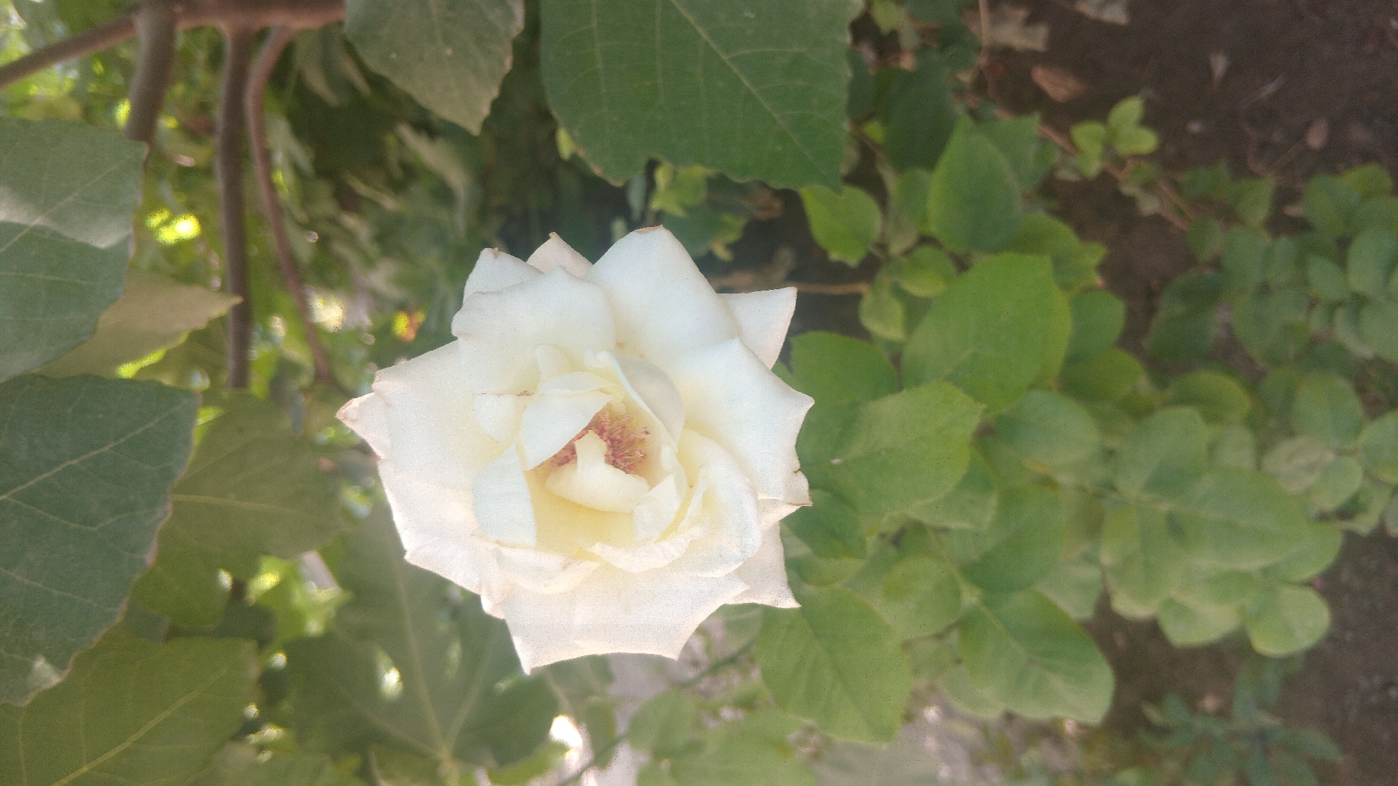 A close-up, vertical, eye-level shot captures a single white rose in full bloom, its petals unfurling in a delicate spiral. The rose is positioned slightly to the left of the frame, with its center showcasing a cluster of reddish-brown stamens. Surrounding the rose are lush green leaves of various sizes, some in focus and others blurred in the background, creating a soft bokeh effect. The lighting suggests a natural outdoor setting, possibly a garden, with dappled sunlight filtering through unseen foliage, illuminating the rose and casting subtle shadows. The ground beneath the foliage is a mix of soil and small pebbles. The overall impression is one of natural beauty and tranquility.