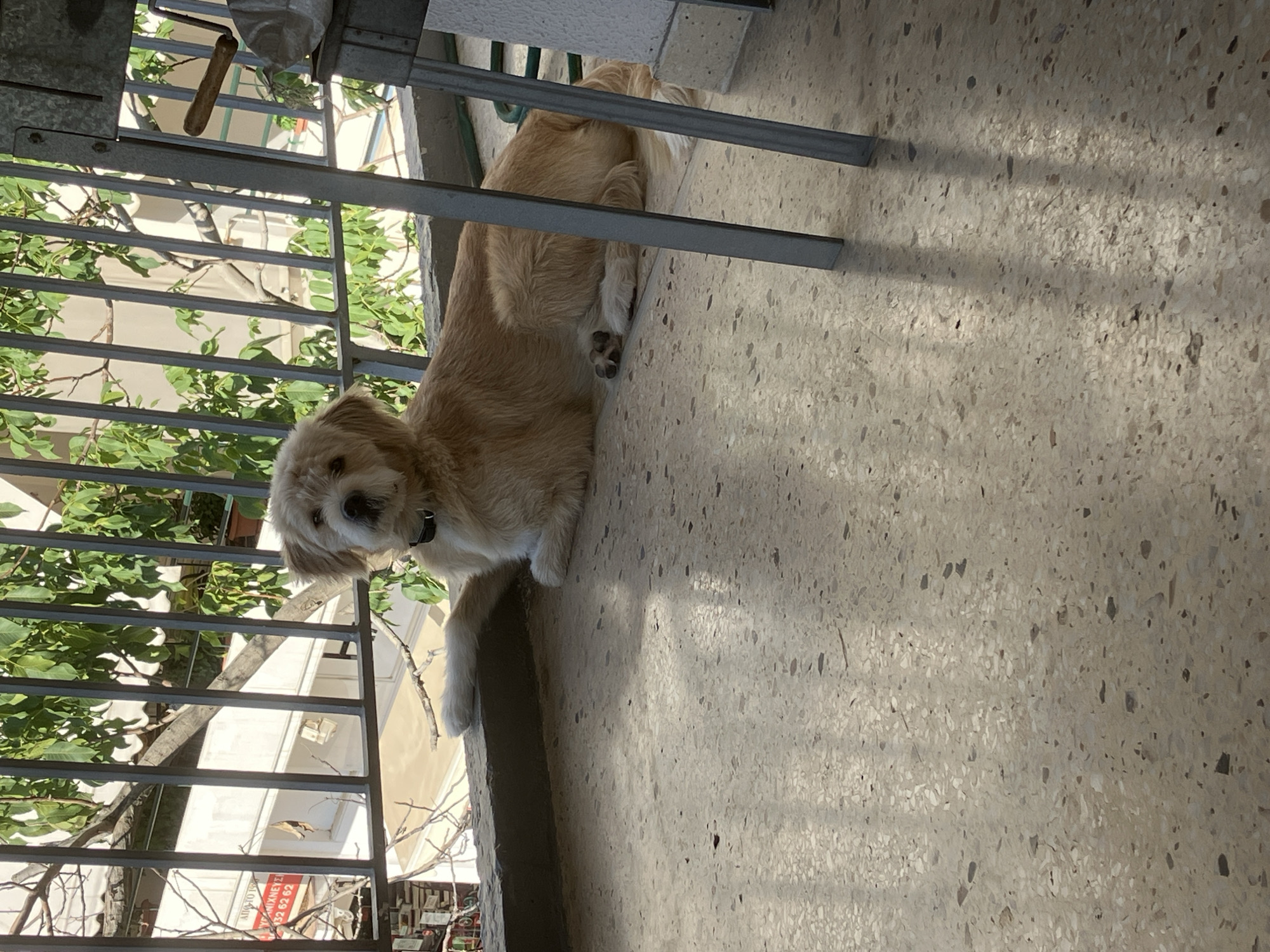 A golden-furred dog with dark eyes and floppy ears is resting on a terazzo-tiled balcony. The dog is positioned on the ledge of the balcony, with its front left paw extended forward. The dog is wearing a black collar. Behind the dog, a metal railing with leafy green trees and a building are visible. In the foreground, the terazzo floor reflects sunlight, creating dappled shadows. To the right, a metal structure, possibly part of a grill or outdoor furniture, is partially visible. The scene appears to be outdoors, in a residential or urban setting, consistent with the location of Paleo Faliro, Greece.