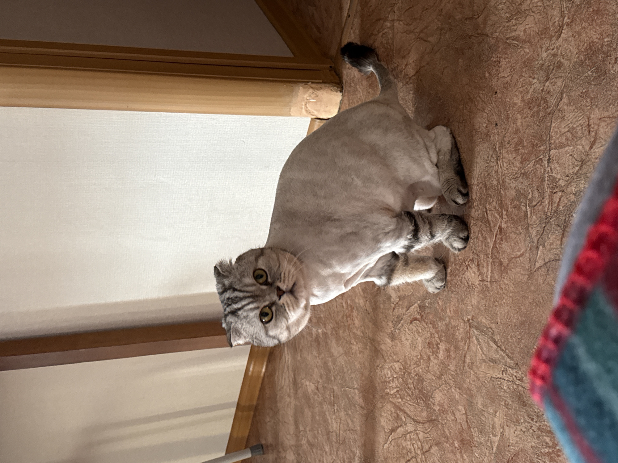 A light-colored Scottish Fold cat with distinctive folded ears is the central subject of the image. The cat's head and paws feature grey and black tabby stripes, while its body appears to have been recently shaved, giving it a much shorter, uniform fur texture. The cat is looking directly at the viewer with large, alert yellow-green eyes.
The cat is positioned on a warm brown, textured floor that exhibits a subtle marbled or patterned design. To the left of the cat, a light-colored, possibly off-white, textured wall rises, meeting the floor at a horizontal wooden trim or frame. A thin, light-colored object, possibly part of a cleaning tool or furniture leg, is visible at the very bottom left corner. In the bottom right foreground, a blurred object with red and blue/teal checkered patterns is present, suggesting a blanket or piece of fabric placed close to the camera. The setting is an indoor environment, illuminated by ambient light, likely from a window or artificial sources. No people or visible text are present in the image.
