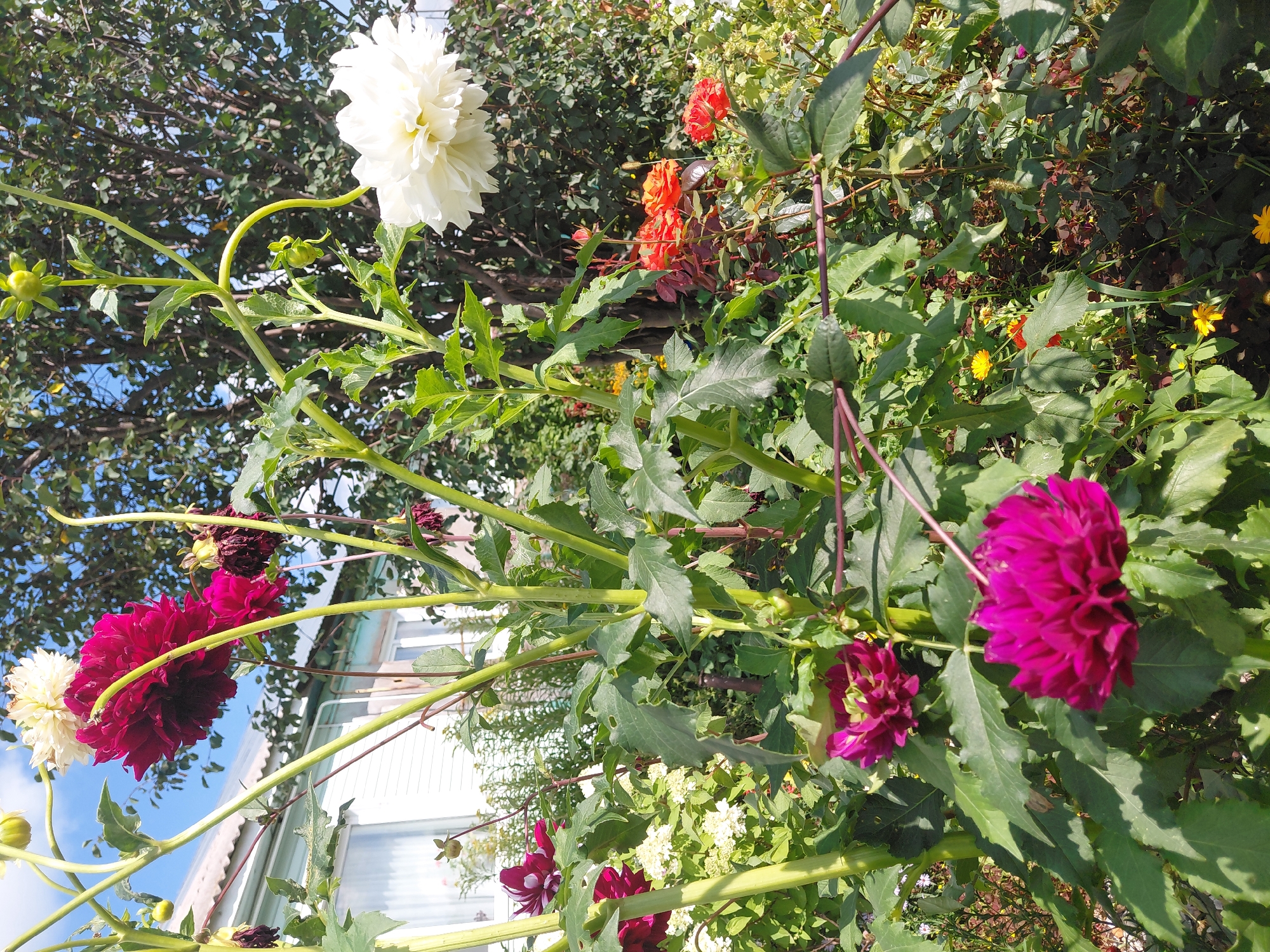 The image shows a garden with dahlias in bloom in front of a house. The house appears to be a single-story structure with a white exterior and a gray roof. There are windows visible on the house. The dahlias are a variety of colors, including deep pink, white, and orange. The garden is lush and green, with other foliage and some smaller yellow flowers also visible. The sky is blue with some clouds. The scene is bathed in daylight. The presence of a house and garden suggests a residential setting, possibly in the city of Malinovka, Russia, as indicated by the prompt. No people are visible in the image.